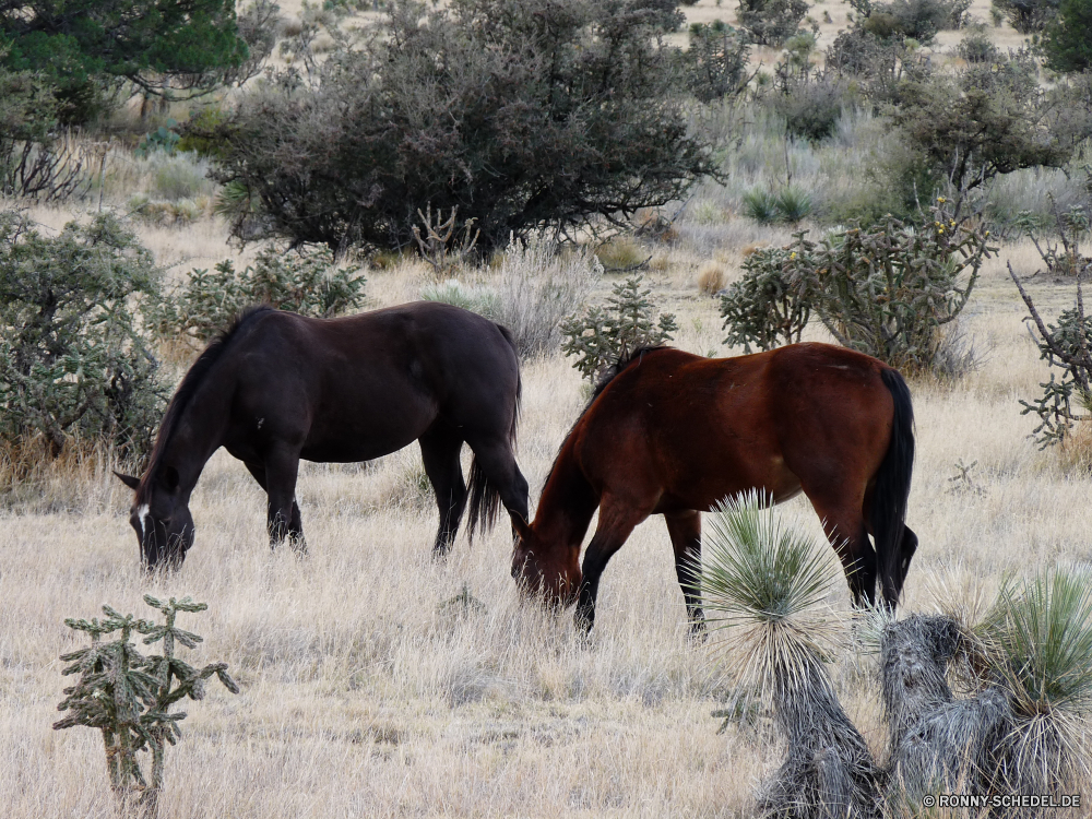 Guadelupe Mountains National Park Pferd Pferde Vollblut Tier Gras Bauernhof Weide Säugetier Ranch Feld Braun Entwicklung des ländlichen Stute Beweidung Pferde Mähne Hengst Wiese Tiere Fohlen Colt Junge Säugetier Pferdesport Elefant Sommer Vieh Bäume Landschaft Zaun Junge Wild Pony Schwanz Trense Kalb im freien Weiden Wildtiere Männchen Landschaft vaulting horse Reiten Himmel Haustier Essen Baum testing Wirbeltiere Rasse Landwirtschaft Sauerampfer zwei schwarz Halfter Herde Land Porträt Kopfbedeckungen inländische Stutfohlen Fahrerlager Kastanie Scheune stehende Heu Safari Haustiere Freund Kopf Sport horse horses thoroughbred animal grass farm pasture mammal ranch field brown rural mare grazing equine mane stallion meadow animals foal colt young mammal equestrian elephant summer livestock trees countryside fence young wild pony tail bridle calf outdoors graze wildlife male landscape vaulting horse riding sky pet eating tree stable vertebrate breed agriculture sorrel two black halter herd country portrait headgear domestic filly paddock chestnut barn standing hay safari pets friend head sport