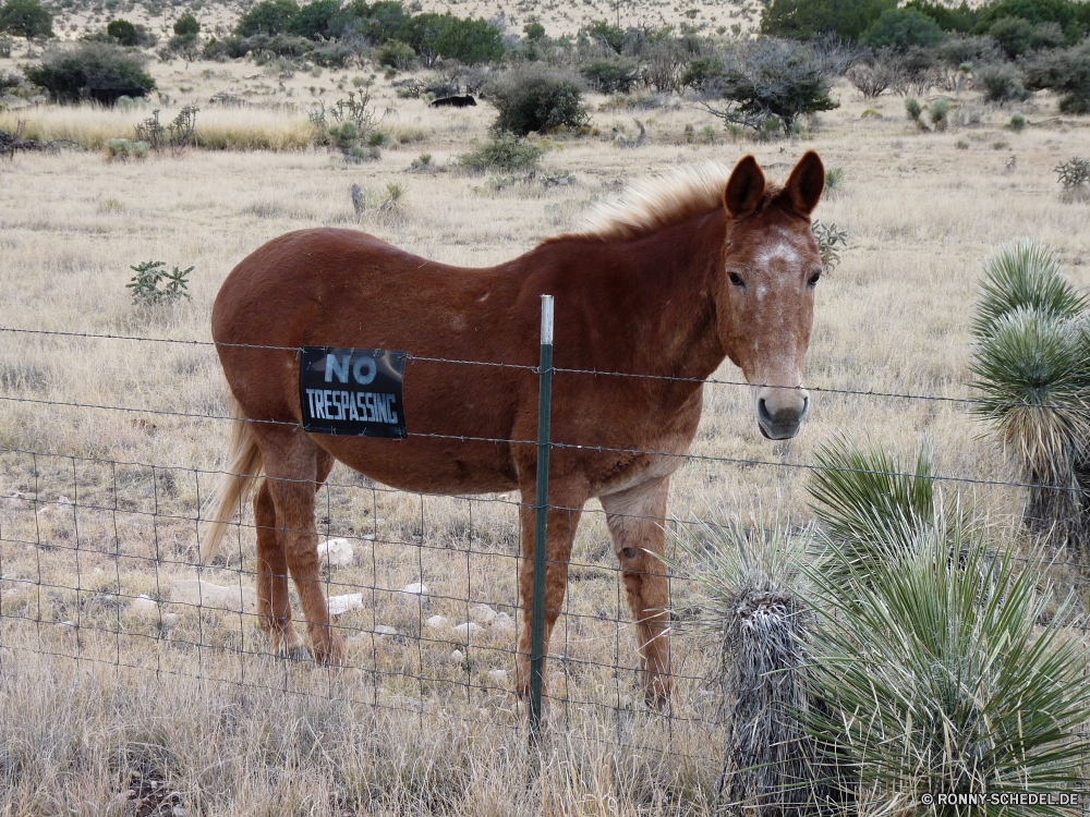 Guadelupe Mountains National Park Sauerampfer Pferde Pferd Colt Fohlen Bauernhof Pferde Hengst Gras Braun Weide Junge Säugetier Männchen Entwicklung des ländlichen Feld Ranch Stute Wiese Mähne Huftier Tiere Junge Pferdesport Beweidung Zaun Pony Haustier Trense Landschaft Kopf Vieh Wild Vollblut Ausführen Sommer Porträt außerhalb Weiden im freien testing Kastanie Schwanz Land Maultier Säugetier Rasse Landwirtschaft Freund Augen Mutter inländische Reiten Fahrt schwarz Himmel Stutfohlen Bäume Kabelbaum Heu Meister Auge Trab Stud Scheune im freien Landbau Essen Freiheit niedlich Gesicht sorrel equine horse colt foal farm horses stallion grass brown pasture young mammal male rural field ranch mare meadow mane ungulate animals young equestrian grazing fence pony pet bridle countryside head livestock wild thoroughbred run summer portrait outside graze outdoors stable chestnut tail country mule mammal breed agriculture friend eyes mother domestic riding ride black sky filly trees harness hay champion eye trot stud barn outdoor farming eating freedom cute face