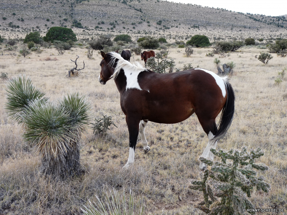 Guadelupe Mountains National Park Pferd Bauernhof Pferde Pferde Tier Ranch Braun Entwicklung des ländlichen Sauerampfer Tiere Hengst Gras Weide Feld Säugetier Wiese Wirbeltiere Stute Fohlen Mähne Vieh Cowboy Colt Kamel Chordatiere Pferdesport im freien Wild Vollblut Sommer Sattel Himmel Landschaft Sand Bäume Beweidung Reiten Landschaft Kopf Zaun Trense Männchen Land testing inländische Fahrt leading rein Sport Ausführen Haustier Kuh im freien Ausführen trocken Resort Tourismus Reisen vaulting horse Kastanie Rinder Zügel Düne Schwanz Wüste eine Junge Säugetier Reiten Weiden Herde Landwirtschaft außerhalb stock saddle Fuß Trab Säugetiere Szene Geschwindigkeit Sonne Riemen Huftier Porträt horse farm horses equine animal ranch brown rural sorrel animals stallion grass pasture field mammal meadow vertebrate mare foal mane livestock cowboy colt camel chordate equestrian outdoors wild thoroughbred summer saddle sky countryside sand trees grazing riding landscape head fence bridle male country stable domestic ride leading rein sport running pet cow outdoor run dry resort tourism travel vaulting horse chestnut cattle rein dune tail desert one young mammal horseback graze herd agriculture outside stock saddle walking trot mammals scene speed sun strap ungulate portrait