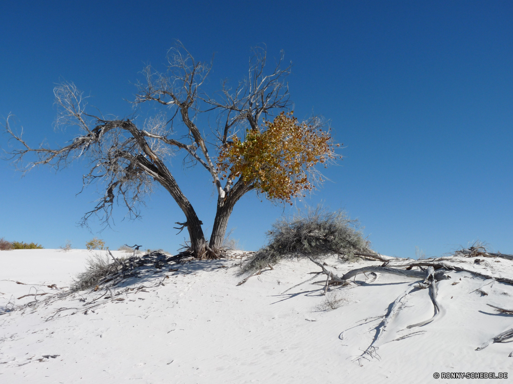 White Sands National Monument Baum Schnee Landschaft woody plant Winter Wetter Himmel vascular plant Bäume Saison Wald kalt Pflanze Branch Frost im freien Szenerie Feld Sonne Szene schneebedeckt Park landschaftlich Holz Horizont Entwicklung des ländlichen im freien Landschaft Herbst saisonale Einfrieren Eis Gras Tag Licht Wolke Zweige einsam gefroren Kontur Einsamkeit Wildnis silver tree natürliche friedliche Wolken Kiefer frostig Sonnenuntergang Hölzer Land allein Eiche Nebel Reisen bewölkt Frühling dunkel am Morgen Sonnenlicht Neu Landschaften sonnig Raum Land Berge Akazie See Ruhe immergrün Fluss frostig eisig Dämmerung niemand Sonnenaufgang 'Nabend alt Umgebung Baumstumpf Wiese Berg einsamer schwarz nackten Farbe Tageslicht abgedeckt Weide Wasser nationalen ruhige Straße Flora Blätter tree snow landscape woody plant winter weather sky vascular plant trees season forest cold plant branch frost outdoors scenery field sun scene snowy park scenic wood horizon rural outdoor countryside autumn seasonal freeze ice grass day light cloud branches lonely frozen silhouette solitude wilderness silver tree natural peaceful clouds pine frosty sunset woods country alone oak fog travel cloudy spring dark morning sunlight new scenics sunny space land mountains acacia lake calm evergreen river chilly icy dusk nobody sunrise evening old environment snag meadow mountain lone black bare color daylight covered pasture water national tranquil road flora leaves