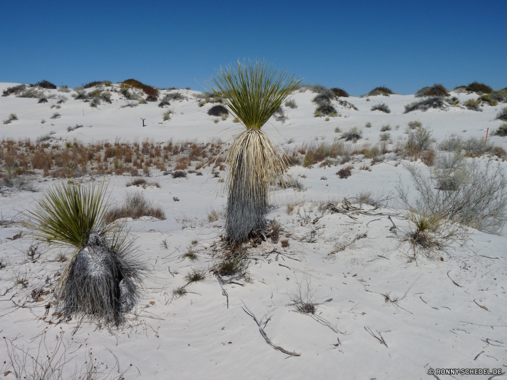 White Sands National Monument Yucca Strauch woody plant vascular plant Pflanze Sand Baum Wüste Palm Strand Himmel Landschaft Reisen Meer Tropischer Sommer Küste Ozean Insel Tourismus Urlaub im freien natürliche landschaftlich Paradies Wasser Düne trocken Wolken Bäume sonnig exotische Sonne ruhige Ufer Berge Kaktus Blatt Park Küste Darm-Trakt Wolke Urlaub im freien Bucht Resort Entspannen Sie sich Flora seelandschaft Wendekreis heiß Horizont Schließen Wild Ziel Pflanzen Szenerie Sonnenlicht Wildnis Arid Tropen Blätter Wald Fels Busch idyllische Blume Berg Kokosnuss Gras Tag Szene niemand sandigen Hügel Boden Entspannung friedliche Tourist yucca shrub woody plant vascular plant plant sand tree desert palm beach sky landscape travel sea tropical summer coast ocean island tourism vacation outdoor natural scenic paradise water dune dry clouds trees sunny exotic sun tranquil shore mountains cactus leaf park coastline tract cloud holiday outdoors bay resort relax flora seascape tropic hot horizon close wild destination plants scenery sunlight wilderness arid tropics leaves forest rock bush idyllic flower mountain coconut grass day scene nobody sandy hills soil relaxation peaceful tourist