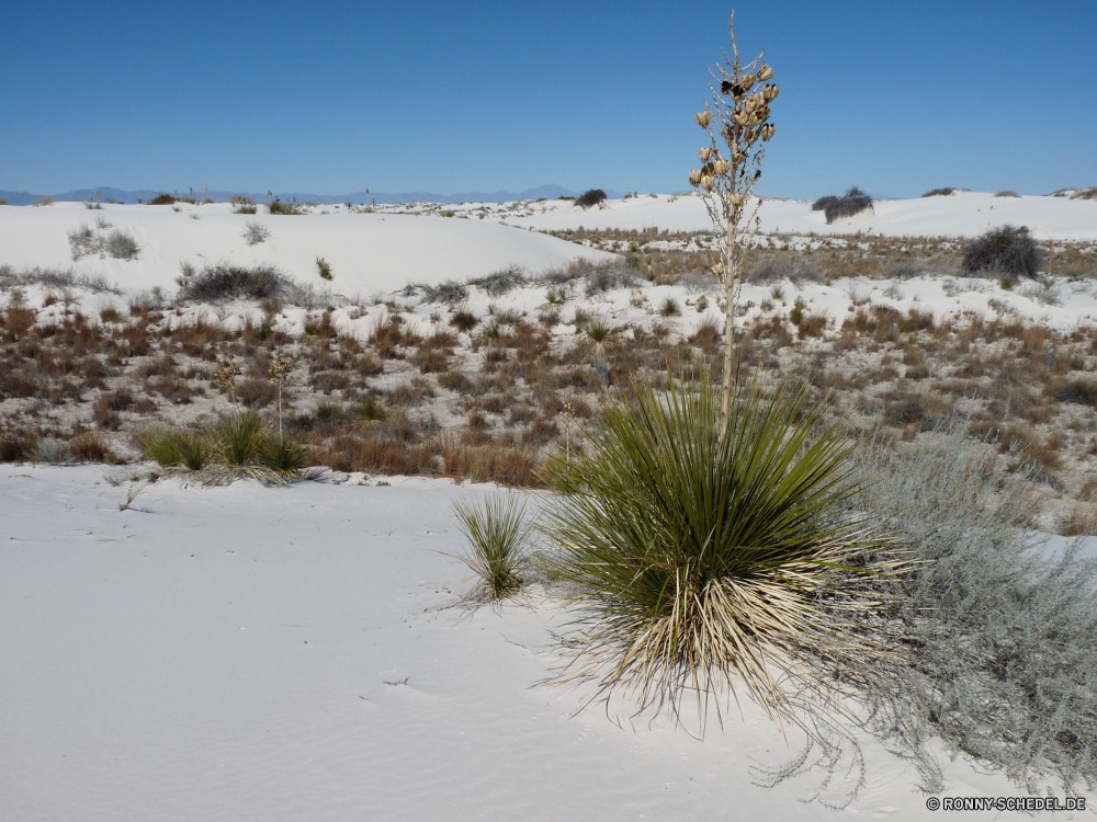 White Sands National Monument vascular plant Pflanze Amaranth Baum Landschaft Yucca Kraut Strauch woody plant Sand Himmel Wüste Düne Schnee Strand Reisen Szenerie Winter Park Agave Wolken Sommer Berge Ozean im freien im freien Tourismus landschaftlich Meer Saison Ufer natürliche Wasser kalt Horizont Küste Bäume Palm Wald ruhige Feld Frost Kaktus Urlaub Wolke Wüste Pflanze Tropischer Boden Organismus Sonnenuntergang Kiefer Entwicklung des ländlichen Wild Sonne Gras Urlaub Sonnenlicht Insel Landschaft Wetter Hölzer Wildnis Küste Erde schneebedeckt Licht Szene Tag niemand Wind heiß Holz friedliche Berg Fluss Land Arid Fels gefroren Bucht Resort Unkraut trocken Eis Detail Flora hell saisonale vascular plant plant amaranth tree landscape yucca herb shrub woody plant sand sky desert dune snow beach travel scenery winter park agave clouds summer mountains ocean outdoors outdoor tourism scenic sea season shore natural water cold horizon coast trees palm forest tranquil field frost cactus vacation cloud desert plant tropical soil organism sunset pine rural wild sun grass holiday sunlight island countryside weather woods wilderness coastline earth snowy light scene day nobody wind hot wood peaceful mountain river land arid rock frozen bay resort weed dry ice detail flora bright seasonal