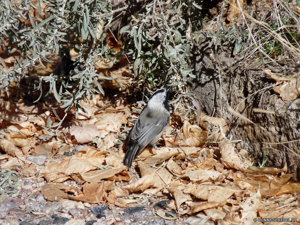 Bandelier National Monument Wachtel Spiel Vogel Vogel Wildtiere Spiel Schnabel Wild Feder Flügel Federn Auge im freien Vögel Sperling Vogelgrippe Baum Garten Tier schwarz sitzen fliegen Flügel Braun niedlich Tiere wenig Branch Leben Schließen Frühling Taube Winter Flug Kopf Rechnung Tierwelt Park Ornithologie Freiheit Fütterung frei Vogelbeobachtung thront Gefieder fliegen Porträt Singvogel natürliche gerade hungrige closeup Taube Schnee Schwanz grau Nest gemeinsame Lebensraum Feed Gesicht Essen Umgebung einzelne Reiher Wasser Barsch Saison Augen Wartende ruhelosigkeit Erhaltung Essen Wildnis Mund Drossel Essen Körper Meer quail game bird bird wildlife game beak wild feather wing feathers eye outdoors birds sparrow avian tree garden animal black sitting fly wings brown cute animals little branch life close spring dove winter flight head bill fauna park ornithology freedom feeding free birding perched plumage flying portrait songbird natural watching hungry closeup pigeon snow tail gray nest common habitat feed face eating environment single heron water perch season eyes waiting resting conservation eat wilderness mouth thrush food body sea