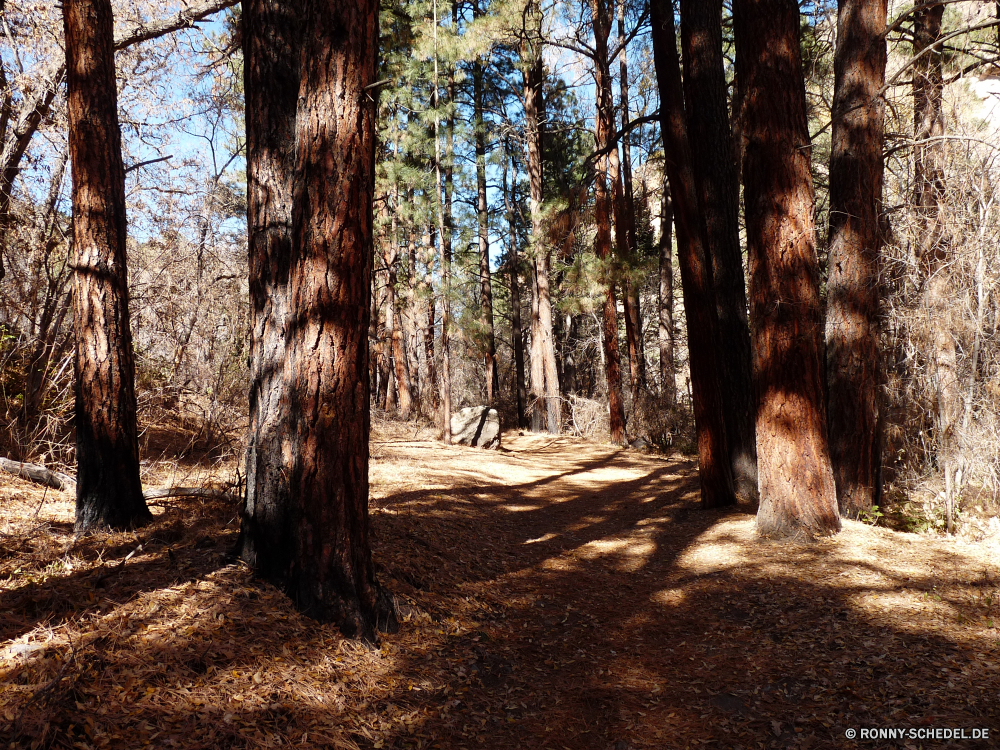 Bandelier National Monument Baum Wald woody plant Bäume Landschaft Park Herbst vascular plant fallen Hölzer Pflanze Holz southern beech Blätter Kiefer im freien Saison Blatt Kofferraum Belaubung Szenerie natürliche Umgebung im freien Branch Sonne Zweige landschaftlich Gras Pfad Szene Licht Entwicklung des ländlichen Himmel Wandern Sonnenlicht Birke gelb friedliche Straße sonnig Sommer Waldland Jahreszeiten Frühling Tag Nebel Farben Wildnis Landschaft Wanderweg Spur Farbe Reisen Winter am Morgen bunte üppige Land Fuß Neu Bewuchs Golden Baumstumpf hell Garten Orange Eiche Schnee Ahorn nebligen Braun Wanderweg Nebel Land Rinde Schatten Fluss Hain Wanderung Bereich kalt Strahlen Busch alt Feld Vorbau cork tree immergrün saisonale tree forest woody plant trees landscape park autumn vascular plant fall woods plant wood southern beech leaves pine outdoor season leaf trunk foliage scenery natural environment outdoors branch sun branches scenic grass path scene light rural sky hiking sunlight birch yellow peaceful road sunny summer woodland seasons spring day fog colors wilderness countryside footpath lane color travel winter morning colorful lush country walking new vegetation golden snag bright garden orange oak snow maple misty brown trail mist land bark shadow river grove hike area cold rays bush old field stem cork tree evergreen seasonal