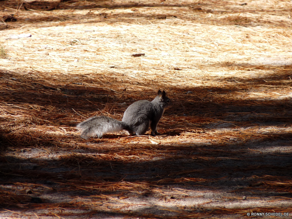 Bandelier National Monument Wallaby Känguruh Säugetier Wildtiere Wild Pelz Vogel Tiere Park Wasser Haustier Zoo Safari im freien niedlich Essen pelzigen Schwanz grau Baum inländische Nagetier Wildnis Katze Meer im freien Reisen Auge Eichhörnchen Braun auf der Suche Wald Gras Kopf Bauernhof natürliche Spiel Vieh Fels Ohren Tierwelt außerhalb Süden Tourismus gelb nationalen schwarz Porträt wallaby kangaroo mammal wildlife wild fur bird animals park water pet zoo safari outdoors cute eating furry tail gray tree domestic rodent wilderness cat sea outdoor travel eye squirrel brown looking forest grass head farm natural game livestock rock ears fauna outside south tourism yellow national black portrait