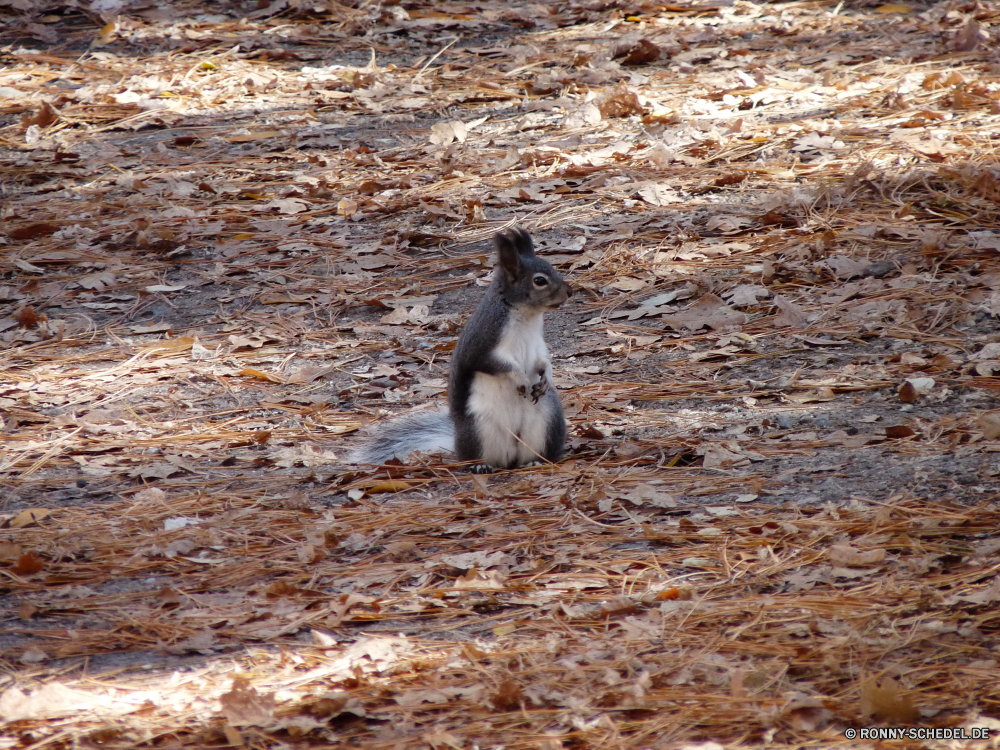 Bandelier National Monument Trappen Vogel Schreitvogel aquatische Vogel Pinguin Wildtiere Wild Schnabel Seevögel Meer Tiere Wasser Feder Vögel König, Pinguin Süden schwarz Federn niedlich Erhaltung Haustier im freien Pinguine Wildnis Flügel Ozean Park Alkenvögel Hund Strand fü Küste Auge Marine kalt Braun Kätzchen Kolonie Nest Arktis Flügel Fels Gras Felsen Leben Junco Eis Katze inländische Polar Arten Pole Position Sand Haustiere Finken Reisen im freien Umgebung Schnee Fluss Küste zwei Schließen natürliche nationalen Katzenartige bustard bird wading bird aquatic bird penguin wildlife wild beak seabird sea animals water feather birds king penguin south black feathers cute conservation pet outdoors penguins wilderness wings ocean park auk dog beach footed coast eye marine cold brown kitten colony nest arctic wing rock grass rocks life junco ice cat domestic polar species pole sand pets finch travel outdoor environment snow river coastal two close natural national feline