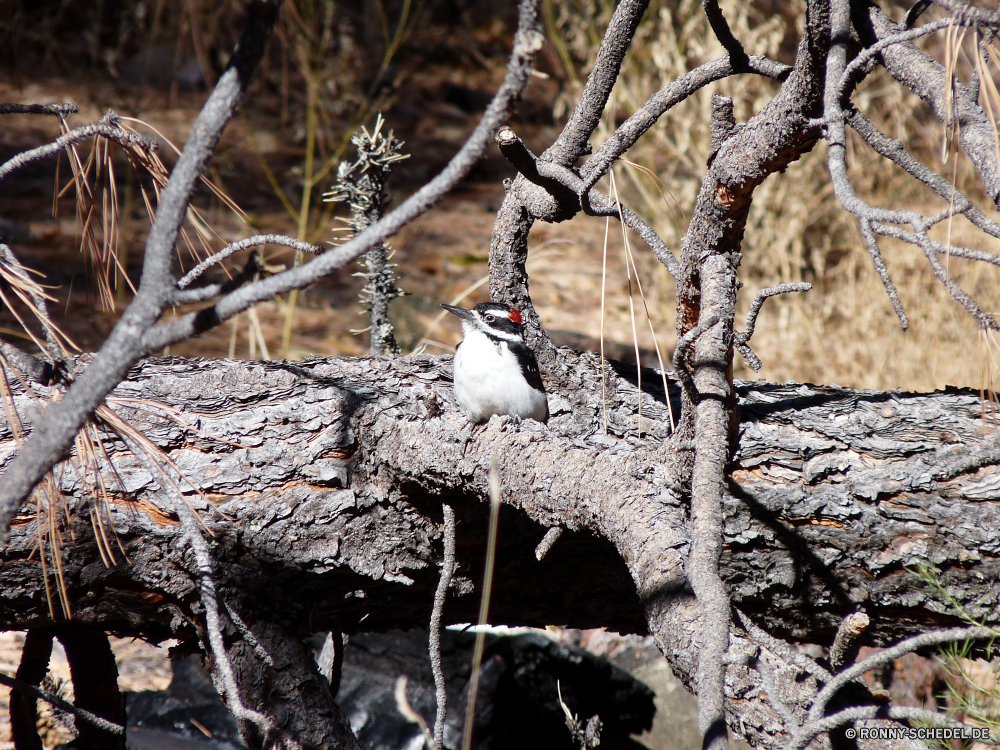 Bandelier National Monument Vogel Auerhahn Spiel Vogel Alpenschneehuhn Baum Specht Kragenhuhn Spiel Wildtiere Wild Schnee Branch Winter Eis Wirbeltiere Tiere kalt Landschaft Wald im freien im freien Frost Wasser Baumstumpf Vögel Schnabel Park natürliche schwarz Schließen Saison Feder Holz Bäume woody plant Pflanze Federn Textur Wildnis Zweige Leben Taube Farbe Detail Meer gefroren Süden Himmel Freiheit grau Braun Pinguin Raureif Wetter Frühling Flügel Chordatiere Flügel Stein Boden Erhaltung niedlich Flora Auge Fluss bird grouse game bird ptarmigan tree woodpecker ruffed grouse game wildlife wild snow branch winter ice vertebrate animals cold landscape forest outdoor outdoors frost water snag birds beak park natural black close season feather wood trees woody plant plant feathers texture wilderness branches life dove color detail sea frozen south sky freedom gray brown penguin hoarfrost weather spring wings chordate wing stone ground conservation cute flora eye river