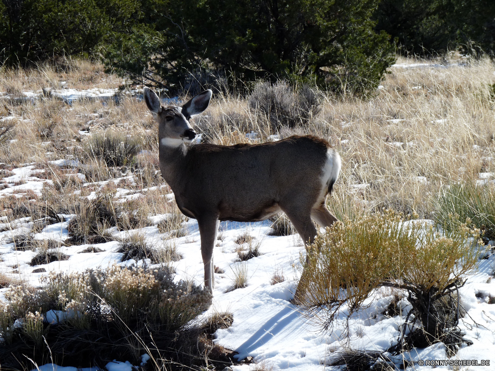 Great Sand Dunes National Park Buck Hirsch Säugetier Plazenta Wildtiere Wild Karibu Wirbeltiere Gras Geweihe Park Pelz Wald Widder Hörner Schaf Braun Jagd Tiere Stier Wiederkäuer Hirsch Elch Spiel Chordatiere Männchen Horn Bighorn Wildnis Antilope Hölzer Jagd nationalen im freien Berg-Schaf Pflanzenfresser Zoo Bäume Dreibinden Rentier Feld Safari Kopf Damhirschkuh Wilde Schafe Maultier Schnee Reh Geweih Wiese Gehörnte Bauernhof natürliche im freien samt Ziege Winter fallen niedlich Trophäe Prärie Beweidung Baum Erhaltung Vieh Steinbock Haare buck deer mammal placental wildlife wild caribou vertebrate grass antlers park fur forest ram horns sheep brown hunting animals bull ruminant stag elk game chordate male horn bighorn wilderness antelope woods hunt national outdoors mountain sheep herbivore zoo trees whitetail reindeer field safari head doe wild sheep mule snow fawn antler meadow horned farm natural outdoor velvet goat winter fall cute trophy prairie grazing tree conservation livestock ibex hair