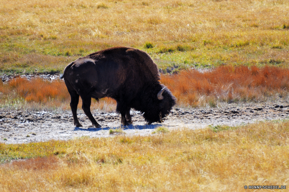 Yellowstone National Park Bison Wiederkäuer Stier Gras Huftier Wild Weide Kuh Bauernhof Wildtiere Beweidung Rinder Feld Entwicklung des ländlichen Herde Braun Tiere Vieh Ranch Pferd Büffel Wiese Landschaft Land im freien Weiden Pferde Säugetier Landwirtschaft Park Rindfleisch schwarz Kalb Landschaft stehende Pelz Prärie Essen Baum Landbau außerhalb nationalen Hörner Horn gefährliche Erhaltung Rindern Land im freien Stierkampf Reisen reservieren Ackerland Kopf Sommer Kühe aggressive Mähne Kampf Safari Schwanz Hügel Essen Stierkampf Stute Plazenta gefährdet Männchen Grünland Säugetiere Zaun starke Gefahr Schweinepest Berg Bäume Herbst Himmel bison ruminant bull grass ungulate wild pasture cow farm wildlife grazing cattle field rural herd brown animals livestock ranch horse buffalo meadow landscape country outdoors graze horses mammal agriculture park beef black calf countryside standing fur prairie eating tree farming outside national horns horn dangerous conservation bovine land outdoor bullfight travel reserve farmland head summer cows aggressive mane fight safari tail hill eat bullfighting mare placental endangered male grassland mammals fence strong danger swine mountain trees autumn sky