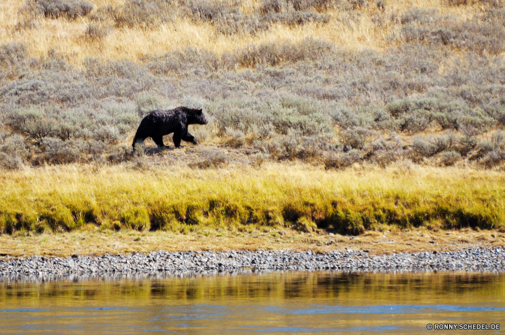 Yellowstone National Park Bär Säugetier Landschaft Wild Bison Gras Baum Wildtiere Wasser Entwicklung des ländlichen Feld See im freien Brauner Bär Bauernhof Fluss Himmel Wiese Wald Landschaft Park Reisen Tiere Safari Kuh Szenerie Reflexion Herde Teich ruhige Herbst Weide landschaftlich Wiederkäuer im freien Beweidung reservieren Landwirtschaft Horizont Wildnis Bäume Land Sommer Umgebung Bereich Erhaltung Szene Braun Saison nationalen natürliche gelb Süden Wolken Land Büffel Landschaften Ranch Berg Rinder Vieh außerhalb Huftier Berge Tourismus Pflanze Kühe Stier Wolke Ackerland Tal Winter Hölzer Pferd Landbau Elefant Sonne inländische Sonnenuntergang bunte bear mammal landscape wild bison grass tree wildlife water rural field lake outdoors brown bear farm river sky meadow forest countryside park travel animals safari cow scenery reflection herd pond tranquil autumn pasture scenic ruminant outdoor grazing reserve agriculture horizon wilderness trees country summer environment area conservation scene brown season national natural yellow south clouds land buffalo scenics ranch mountain cattle livestock outside ungulate mountains tourism plant cows bull cloud farmland valley winter woods horse farming elephant sun domestic sunset colorful