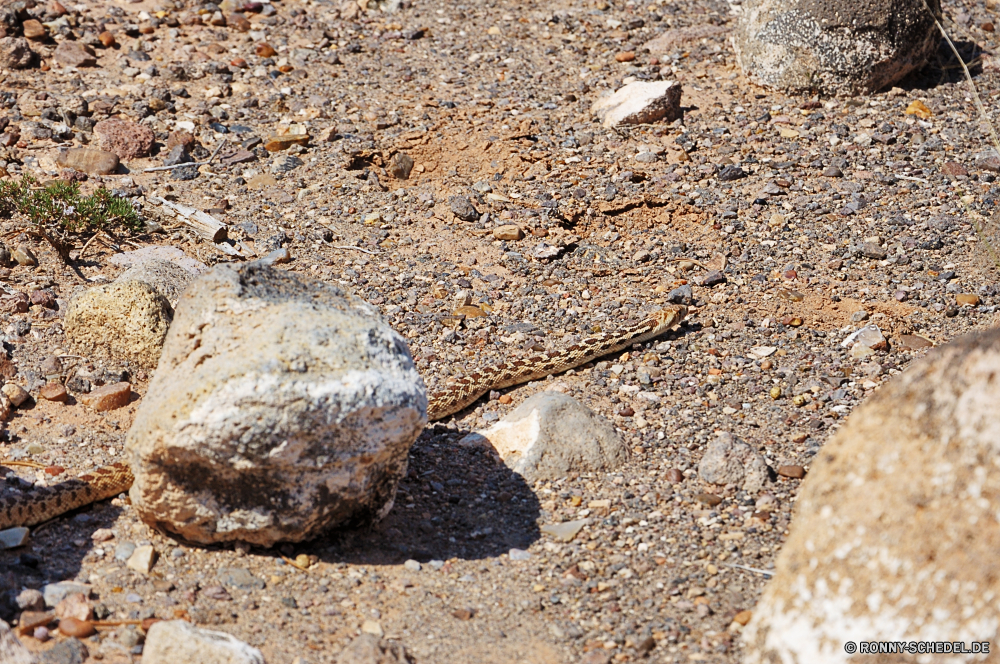 Capitol Reef National Park - Cathedral Valley Textur Stein Sand Oberfläche Muster Fels texturierte Rau Material Strand Boden Beton grau Mauer alt Bau Boden Erde Grunge schmutzig Zement natürliche Hintergründe Wirbellose Braun Steine Gliederfüßer Kies Detail hart Schließen Struktur geknackt Schlamm im freien Verwittert Land Asphalt Pflaster schwarz Meer Schmutz glatte Straße Mineral Tapete closeup Knoll Urban trocken Architektur Track Mistkäfer Granit Hintergrund Kiesel Straße Licht horseshoe crab Farbe Umgebung Schneckenart Wüste Ameise zu Fuß Felsen Wasser im freien Mollusk Dürre Kiesel zu knacken defekt Insekt Reisen dunkel Backstein aussenansicht Bürgersteig Küste Gebäude Fußabdruck Gestaltung Schaden Sommer Klima Drucken Meeresschildkröte Ufer Frame Form Landschaft Korn Sonne solide texture stone sand surface pattern rock textured rough material beach ground concrete gray wall old construction soil earth grunge dirty cement natural backgrounds invertebrate brown stones arthropod gravel detail hard close structure cracked mud outdoors weathered land asphalt pavement black sea dirt smooth road mineral wallpaper closeup knoll urban dry architecture track dung beetle granite backdrop pebble street light horseshoe crab color environment gastropod desert ant walk rocks water outdoor mollusk drought pebbles crack broken insect travel dark brick exterior sidewalk coast building footprint design damage summer climate print sea turtle shore frame shape landscape grain sun solid