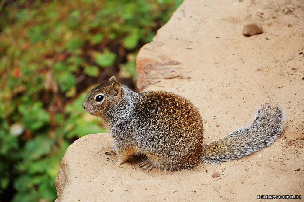 Zion National Park Nagetier Tier Aufzuchtbecken Eichhörnchen Säugetier Wildtiere Wild Pelz Organismus niedlich Schwanz pelzigen Braun Fuchs, Eichhörnchen Boden Baumhörnchen flauschige im freien Park Nut grau Kreatur — sitzen neugierig Baum Essen Igel Wald Pfote Schließen auf der Suche Essen Tiere Nase Mungo Maus Essen Tierwelt Murmeltier Haustier lustig Schnauze Schnurrhaare Nadel Auge buschige inländische Klauen stachelige Haare natürliche im freien Studio Borste Fütterung behaarte Porträt östliche scharfe Pfoten Warnung Ohren Haustiere liebenswert Gras Herbst Hecke dornige zähmen Pest Wirbelsäule Augen Ohr Stachelschwein Holz closeup Samen Ratte rodent animal critter squirrel mammal wildlife wild fur organism cute tail furry brown fox squirrel ground tree squirrel fluffy outdoors park nut gray creature sitting curious tree eating hedgehog forest paw close looking eat animals nose mongoose mouse food fauna marmot pet funny snout whiskers needle eye bushy domestic claws prickly hair natural outdoor studio bristle feeding hairy portrait eastern sharp paws alert ears pets adorable grass autumn hedge spiny tame pest spine eyes ear porcupine wood closeup seed rat