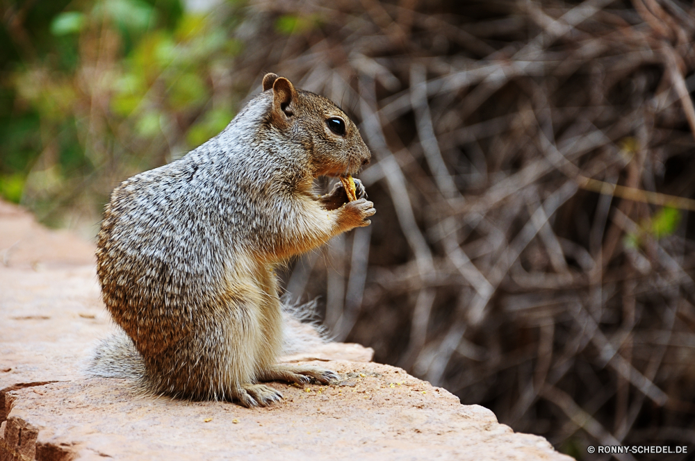 Zion National Park Fuchs, Eichhörnchen Baumhörnchen Nagetier Eichhörnchen Wildtiere Säugetier Wild Pelz Schwanz niedlich Braun pelzigen Park Murmeltier Essen im freien Nut flauschige Schließen Essen Wald Tierwelt Tiere natürliche grau Baum sitzen neugierig im freien Essen Augen Warnung Zoo Safari Wildnis Boden Fütterung stielaugen Kreatur — Aufzuchtbecken Fels Raubtier Katze Süden Gras buschige Klauen Löwe Säugetiere Schnurrhaare Haare Porträt Pfoten Fleischfresser closeup liebenswert lustig auf der Suche Lebensraum Bestie stehende Ohren fox squirrel tree squirrel rodent squirrel wildlife mammal wild fur tail cute brown furry park marmot eating outdoors nut fluffy close eat forest fauna animals natural gray tree sitting curious outdoor food eyes alert zoo safari wilderness ground feeding stare creature critter rock predator cat south grass bushy claws lion mammals whiskers hair portrait paws carnivore closeup adorable funny looking habitat beast standing ears