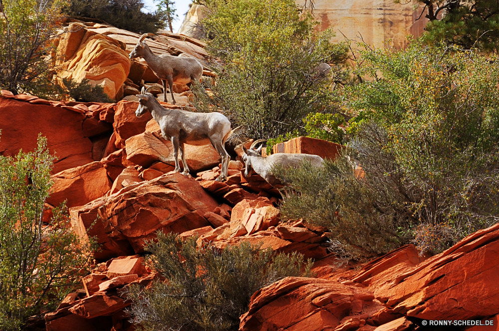 Zion National Park Baum Kürbis Herbst Wald fallen Fels Gemüse Park Landschaft Wild Fluss Stein im freien Reisen Wasser Berg Blätter natürliche Stream im freien Saison Creek Squash Garten Pflanze Tourismus Umgebung Wasserfall Orange gelb Holz Wandern Bäume Blatt zu produzieren vascular plant frisch friedliche bunte Wildnis entspannende woody plant Essen Szenerie Moos Farben Entwicklung des ländlichen klar Bewegung Belaubung glatte Braun Wildtiere landschaftlich Szene Farbe Zuckerrüben Sommer Industrie Ziegeldach Reinigen Kraut Drop nationalen Triceratops Urlaub Ahorn hell glänzend Gras tree pumpkin autumn forest fall rock vegetable park landscape wild river stone outdoor travel water mountain leaves natural stream outdoors season creek squash garden plant tourism environment waterfall orange yellow wood hiking trees leaf produce vascular plant fresh peaceful colorful wilderness relaxing woody plant food scenery moss colors rural clear movement foliage smooth brown wildlife scenic scene color beet summer industry tile roof clean herb drop national triceratops holiday maple bright shiny grass