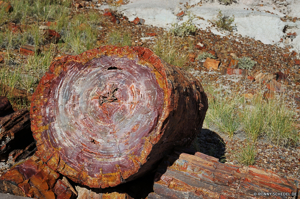 Petrified Forest National Park Schildkröte Mud turtle Reptil Dosenschildkröte Kunst Wasser Textur nut and bolt Farbe Golden Schale Gestaltung Mollusk Mosaik Muster Tapete Grunge Verbindungselement Religion bunte Stil Fluss texturierte Fraktal Holz gelb Hintergrund Umgebung Schildkröte Reisen Wildtiere alt Herbst Wirbellose Braun künstlerische Licht Schließen Park Stein fallen schwarz Zurückhaltung futuristische Detail Baum Oberfläche langsam Gerät Wild Wald Fels Bewegung Orange Landschaft Fantasie Digital Antike Struktur Gott Sumpfschildkröte Loch Rauch Form See friedliche Reflexion Wirkung Grafik Berg transparente Material glänzend Farben turtle mud turtle reptile box turtle art water texture nut and bolt color golden shell design mollusk mosaic pattern wallpaper grunge fastener religion colorful style river textured fractal wood yellow backdrop environment tortoise travel wildlife old autumn invertebrate brown artistic light close park stone fall black restraint futuristic detail tree surface slow device wild forest rock motion orange landscape fantasy digital ancient structure god terrapin hole smoke shape lake peaceful reflection effect graphic mountain transparent material shiny colors