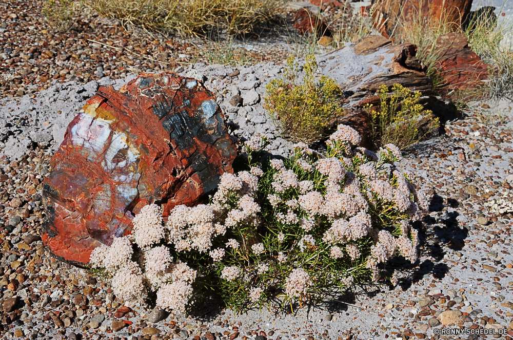 Petrified Forest National Park vascular plant Kraut Pflanze Strauch Wildblume Blumen Blume Landschaft angiosperm woody plant Garten Saison natürliche Textur Baum im freien Pflanzen Park Floral bunte Frühling Blatt wilding Fels Stein gelb Schafgarbe Flora Bäume Herbst Wald Spierstrauch fallen im freien Blätter Sommer Muster Wasser Mauer alt Oberfläche Landwirtschaft saisonale Braun Gras spermatophyte Szenerie Farbe Wüste Reisen Bedder Rau Straße Detail Entwicklung des ländlichen Land Meer Orange Dekoration Feld Holz Landschaft frisch Essen Leben landschaftlich Himmel vascular plant herb plant shrub wildflower flowers flower landscape angiosperm woody plant garden season natural texture tree outdoors plants park floral colorful spring leaf wilding rock stone yellow yarrow flora trees autumn forest spirea fall outdoor leaves summer pattern water wall old surface agriculture seasonal brown grass spermatophyte scenery color desert travel bedder rough road detail rural country sea orange decoration field wood countryside fresh food life scenic sky