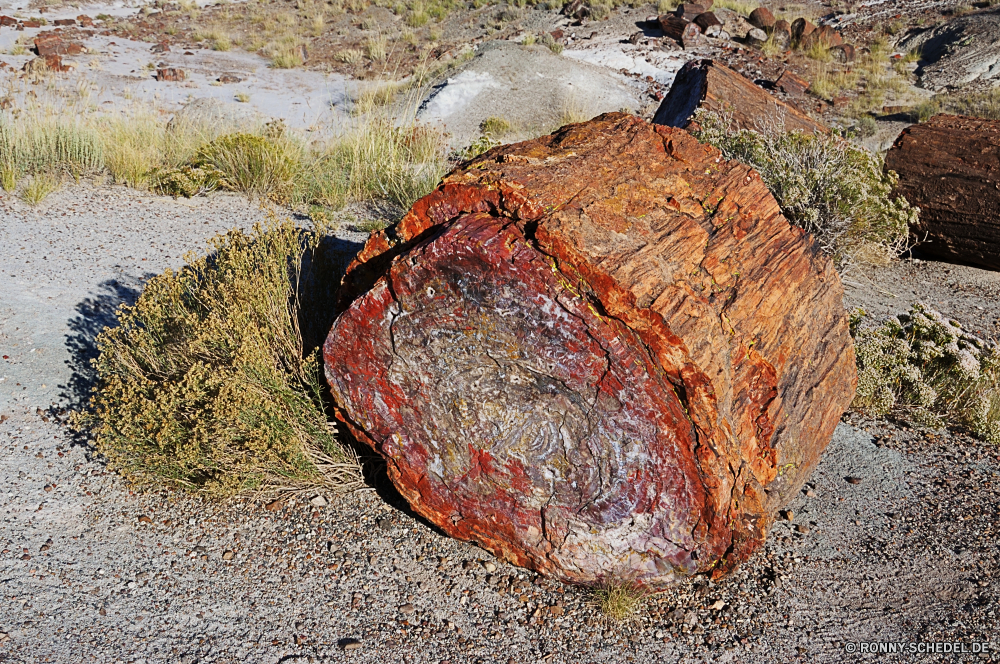 Petrified Forest National Park Rock-Krabbe Krabbe Krustentier Mollusk Fleisch Wirbellose Gliederfüßer Essen Steak gegrillt Grill Grill Roast Rindfleisch Abendessen Mahlzeit Schweinefleisch geröstet Mittagessen Kochen Restaurant Roh Kochen Platte heiß Braun serviert Feinschmecker Küche Fett frisch Essen gekocht Gericht Kurs köstliche Schließen niemand Soße Muster saftige Ernährung Holz wichtigsten Textur Rauch Pfeffer lecker Rau brotmesser Schneiden Rippe aus Holz gebraten Meer Feuer Wärme Salat Fisch Material gesund closeup Filet Grunge Stein Sommer Tomaten Wasser Oberfläche texturierte Grillen Rippen Lende Fels schwarz Knochen Picknick alt rostige Flamme im freien Nach oben Licht Gemüse schmutzig rock crab crab crustacean mollusk meat invertebrate arthropod food steak grilled barbecue grill roast beef dinner meal pork roasted lunch cooking restaurant raw cook plate hot brown served gourmet cuisine fat fresh eat cooked dish course delicious close nobody sauce pattern juicy nutrition wood main texture smoke pepper tasty rough slice cut rib wooden fried sea fire heat salad fish material healthy closeup fillet grunge stone summer tomato water surface textured grilling ribs sirloin rock black bone picnic old rusty flame outdoors top light vegetables dirty