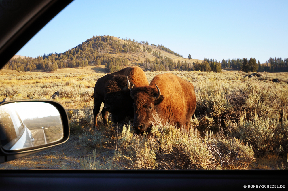 Yellowstone National Park Bison Wiederkäuer Kuh Bauernhof Feld Gras Rinder Ranch Weide Wiese Stier Vieh Entwicklung des ländlichen Beweidung Herde Landwirtschaft Huftier Landschaft Tiere Kalb Landschaft Braun Weiden Rindfleisch Land Wild Landbau Rindern Säugetier Pferd Land Ackerland Sommer Wildtiere Kühe Himmel Milch Molkerei Szene Plazenta Pferde Park Heu Prärie Szenerie Büffel im freien natürliche im freien Fleisch Herbst außerhalb nationalen inländische schwarz kauen Gruppe Herde Pferde Zaun Dorf Baum Berge Stute Männchen sonnig Stroh Wolken Hügel Pelz Sonne Sonnenuntergang Berg Bäume Reisen bison ruminant cow farm field grass cattle ranch pasture meadow bull livestock rural grazing herd agriculture ungulate landscape animals calf countryside brown graze beef country wild farming bovine mammal horse land farmland summer wildlife cows sky milk dairy scene placental horses park hay prairie scenery buffalo outdoors natural outdoor meat autumn outside national domestic black chew group flock equine fence village tree mountains mare male sunny straw clouds hill fur sun sunset mountain trees travel