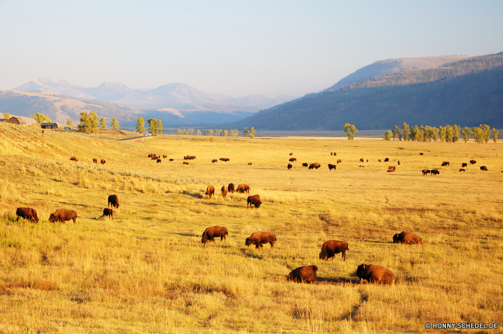 Yellowstone National Park Landschaft Ranch Himmel Kuh Land Heu Feld Wüste Sommer Sand Wiese Steppe Entwicklung des ländlichen Rinder Reiner im freien Gras Land Landschaft Bauernhof Rindern Wolken Landwirtschaft Szenerie Berg Sonnenuntergang Landbau Reisen Ackerland gelb Horizont trocken Szene Düne Wolke Sonne natürliche Ernte landschaftlich Berge Wild Baum Stroh Wildtiere Wildnis Hochland nationalen Safari Futter Tourismus Herbst Golden im freien Weizen Tal Umgebung Orange Sonnenaufgang Hügel Ballen heiß landwirtschaftlichen Park Bereich Ernte Pflanze Feed Korn Kamel Ballen Arid Hügel Roll Fels außerhalb Tiere Wolkengebilde Abenteuer sonnig Süden Wärme ruhige Gold Kalb Urlaub Bäume Herde cereal Wasser Strand Saison bewölkt Sonnenschein bunte Tag nicht Städtisches Mais Weide Stein Braun landscape ranch sky cow land hay field desert summer sand meadow steppe rural cattle plain outdoor grass country countryside farm bovine clouds agriculture scenery mountain sunset farming travel farmland yellow horizon dry scene dune cloud sun natural harvest scenic mountains wild tree straw wildlife wilderness highland national safari fodder tourism autumn golden outdoors wheat valley environment orange sunrise hill bale hot agricultural park area crop plant feed grain camel bales arid hills roll rock outside animals cloudscape adventure sunny south heat tranquil gold calf vacation trees herd cereal water beach season cloudy sunshine colorful day non urban corn pasture stone brown