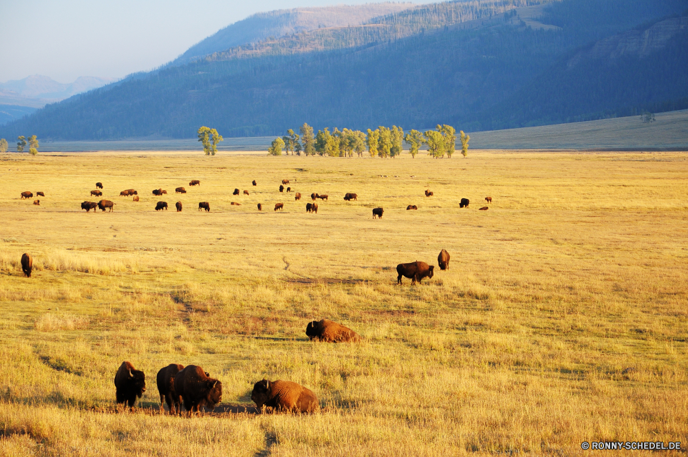 Yellowstone National Park Bison Wiederkäuer Landschaft Feld Entwicklung des ländlichen Ranch Himmel Gras Wiese Land Bauernhof Sommer Landschaft Land Huftier Wolken Heu Szenerie Horizont Kuh Landwirtschaft Szene Weide Wild im freien Landbau gelb Ackerland Sonnenuntergang trocken Herbst im freien Weizen Wildtiere Ernte Tiere natürliche Rinder Wolke Baum nationalen Reiner Berg Wüste landschaftlich Umgebung Herde Beweidung Sonne Wildnis Safari Reisen Bäume Park Hügel landwirtschaftlichen Stroh Saison Bereich Berge Ernte außerhalb Steppe Weiden Tal Sonnenaufgang Rindern Pflanze Wald Stier Braun Pferd Abenteuer Roll Golden Tag bunte Tourismus Wetter Ballen Prärie Pferde reservieren Feed Hügel Frühling sonnig Wolkengebilde Orange Korn Gold ruhige Kühe Ballen Gerste nicht Städtisches cereal idyllische Futter Süden bewölkt fallen Sonnenlicht bison ruminant landscape field rural ranch sky grass meadow land farm summer countryside country ungulate clouds hay scenery horizon cow agriculture scene pasture wild outdoor farming yellow farmland sunset dry autumn outdoors wheat wildlife harvest animals natural cattle cloud tree national plain mountain desert scenic environment herd grazing sun wilderness safari travel trees park hill agricultural straw season area mountains crop outside steppe graze valley sunrise bovine plant forest bull brown horse adventure roll golden day colorful tourism weather bale prairie horses reserve feed hills spring sunny cloudscape orange grain gold tranquil cows bales barley non urban cereal idyllic fodder south cloudy fall sunlight