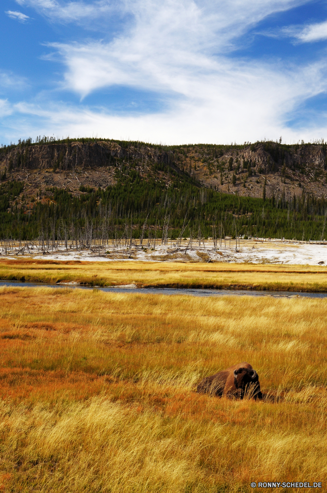 Yellowstone National Park Landschaft Wald Baum Himmel Gras Wasser See Fluss Land Entwicklung des ländlichen Reisen Park Feld Hochland Bäume Szenerie im freien Herbst Land Berg Berge Wiese Sommer Bereich im freien Wildnis Umgebung Landschaft Wolke Pflanze Reiner Ranch Saison Sonne Schnee ruhige Horizont Stream landschaftlich Tourismus Szene Steppe Ackerland Reflexion Heu Sonnenuntergang Bauernhof Wild Wolken nationalen fallen Straße Hügel Stein Frühling Sonnenlicht Reis Tal Landwirtschaft Bereich Tag Korn natürliche Farbe Gelände Hölzer sonnig idyllische Winter Pflanzen Reed Futter Fels Erhaltung friedliche am See stärken gelb Ufer landwirtschaftlichen niemand kalt Weide Norden Landbau Boden Feed Zaun Blätter landscape forest tree sky grass water lake river land rural travel park field highland trees scenery outdoors autumn country mountain mountains meadow summer range outdoor wilderness environment countryside cloud plant plain ranch season sun snow tranquil horizon stream scenic tourism scene steppe farmland reflection hay sunset farm wild clouds national fall road hill stone spring sunlight rice valley agriculture area day grain natural color terrain woods sunny idyllic winter plants reed fodder rock conservation peaceful lakeside starches yellow shore agricultural nobody cold pasture north farming ground feed fence leaves