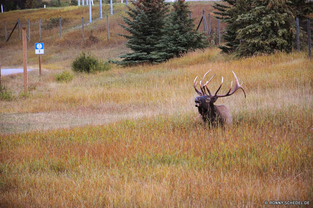 Banff National Park Buck Hirsch Säugetier Plazenta Karibu Wildtiere Wild Wirbeltiere Männchen Geweihe Stier Park Gras Safari Chordatiere Feld Hörner Wildnis Pflanzenfresser Wiese nationalen Geweih Antilope Wald Hirsch Spiel Jagd Tiere Horn Braun Erhaltung Elch im freien Bäume Süden Büffel Ohren reservieren Herbst Pelz Brunft Maultier Beweidung majestätisch Hölzer Fuß im freien Huftier stehende fallen Sommer Tier Dreibinden Gehörnte Weiden samt südlichen Warnung Schwanz Weide Porträt natürliche Schließen Hoofed gefährdet Ökologie Bauernhof Saison buck deer mammal placental caribou wildlife wild vertebrate male antlers bull park grass safari chordate field horns wilderness herbivore meadow national antler antelope forest stag game hunting animals horn brown conservation elk outdoors trees south buffalo ears reserve autumn fur rut mule grazing majestic woods walking outdoor ungulate standing fall summer animal whitetail horned graze velvet southern alert tail pasture portrait natural close hoofed endangered ecology farm season