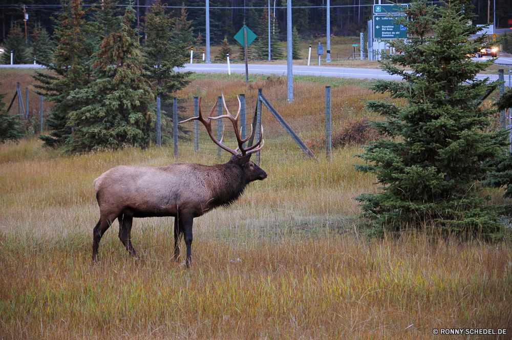 Banff National Park Buck Hirsch Plazenta Säugetier Wildtiere Karibu Wirbeltiere Wild Männchen Park Geweihe Hörner Gras Antilope Wildnis Tier Chordatiere nationalen Braun Hirsch Jagd Safari Stier Feld Wald Horn Tiere Elch Pflanzenfresser Pelz Spiel Erhaltung Bäume im freien Geweih Hölzer im freien Dreibinden samt Süden Hoofed Rentier Wiese Beweidung Warnung Ohren stehende natürliche Maultier Gehörnte südlichen Huftier Tierwelt majestätisch Sommer Ökologie Savanne Jagd Säugetiere Fuß Kopf Herbst buck deer placental mammal wildlife caribou vertebrate wild male park antlers horns grass antelope wilderness animal chordate national brown stag hunting safari bull field forest horn animals elk herbivore fur game conservation trees outdoors antler woods outdoor whitetail velvet south hoofed reindeer meadow grazing alert ears standing natural mule horned southern ungulate fauna majestic summer ecology savanna hunt mammals walking head autumn