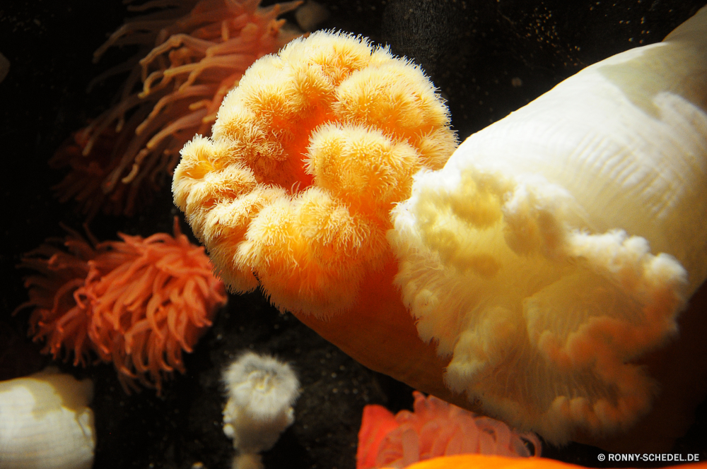 Vancouver Aquarium Mandarin Zitrus Polyp coelenterate Wirbellose Mandarine Essbare Früchte Obst Schließen Orange Essen gesund gelb Tier Blume frisch Mahlzeit Ernährung natürliche Seeanemone Snack süß Kochen Feinschmecker lecker Abendessen Essen Roh Farbe Blumen brotmesser Bio Vegetarier Zutat Fisch Mittagessen Gesundheit Ernährung Garten stieg der Lachs hell Blütenblätter Frühling Essen bunte Licht Pflanze Floral Blatt Blütenblatt frische Luft Flora Dessert Reis Fisch und Meeresfrüchte Früchte Leben Blüte Organismus heiß Blumen blühen traditionelle erfrischend sea pen Textur Suchi Gruppe Frühstück Gemüse closeup getrocknet Platte Feuer Sommer köstliche saftige Detail Sultaninen Restaurant Japan Samen trocken Gold Braun Wasser Hintergründe Romantik texturierte mandarin citrus polyp coelenterate invertebrate tangerine edible fruit fruit close orange food healthy yellow animal flower fresh meal diet natural sea anemone snack sweet cooking gourmet tasty dinner eating raw color flowers slice organic vegetarian ingredient fish lunch health nutrition garden rose salmon bright petals spring eat colorful light plant floral leaf petal freshness flora dessert rice seafood fruits life bloom organism hot blossom traditional refreshment sea pen texture sushi group breakfast vegetable closeup dried plate fire summer delicious juicy detail sultana restaurant japan seed dry gold brown water backgrounds romance textured