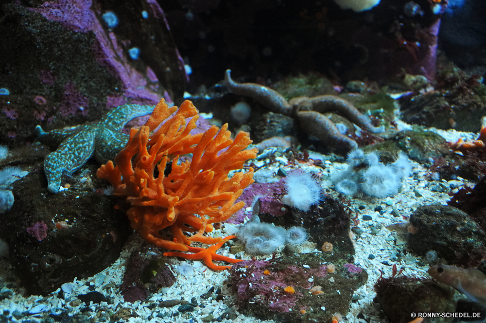 Vancouver Aquarium Seeanemone Unterwasser Koralle Meer Riff Fisch Ozean Wirbellose Tauchen Tropischer Marine Wasser aquatische Tauchen Tauchgang exotische Anemonenfisch Tier Salzwasser Polyp tief coelenterate Reisen bunte Sonnenlicht Urlaub Kolonie Leben erkunden Sonne Aquarium Sonnenstrahl hell Wildtiere Anemone Exploration Schnorcheln Schwimmen Entspannung Tourismus Taucher Strahlen Strahl unter unter Unterwasser Fische Farbe Orte unter Tiefe nass Coral reef Sport seelandschaft welligkeit Blasen Tiere Schule Schnorchel Tierwelt Abenteuer Sonnenschein Seehase Salz Schwimmen Traum Sommer Erholung Scuba diving Flüssigkeit unten Tank 3D Organismus Schneckenart transparente Oberfläche sea anemone underwater coral sea reef fish ocean invertebrate diving tropical marine water aquatic scuba dive exotic anemone fish animal saltwater polyp deep coelenterate travel colorful sunlight vacation colony life explore sun aquarium sunbeam bright wildlife anemone exploration snorkeling swimming relaxation tourism diver rays ray below under undersea fishes color places beneath depth wet coral reef sport seascape ripple bubbles animals school snorkel fauna adventure sunshine sea slug salt swim dream summer recreation scuba diving liquid bottom tank 3d organism gastropod transparent surface