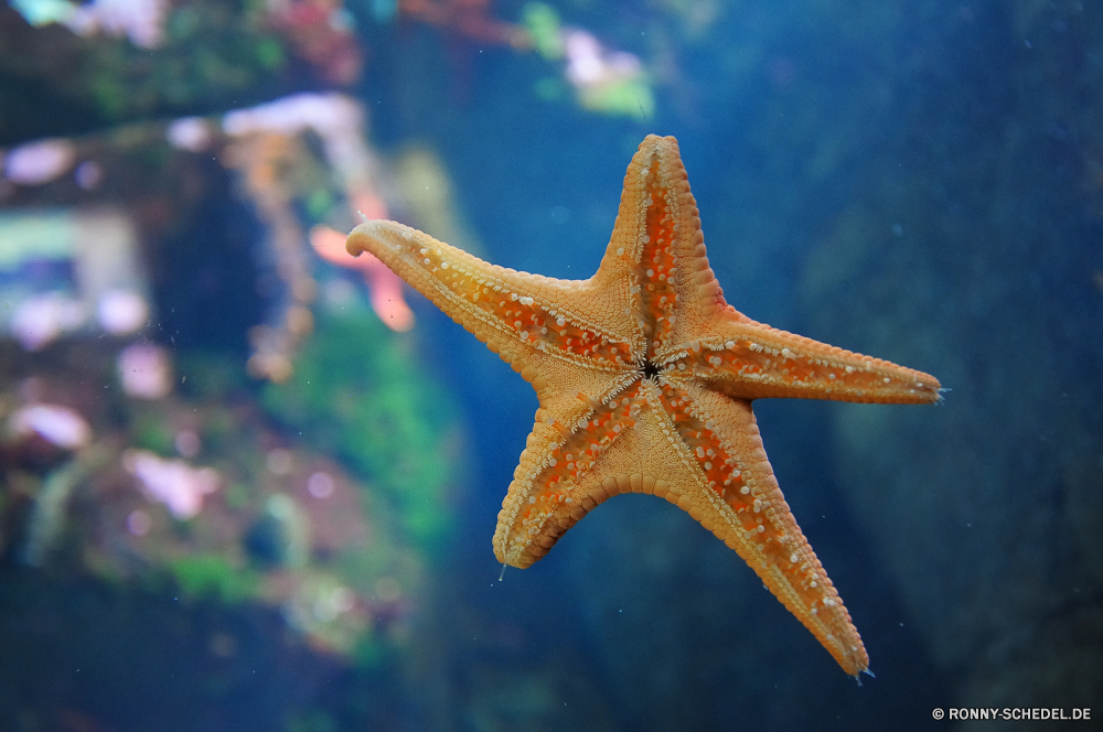 Vancouver Aquarium Seestern Stachelhäuter Wirbellose Tier Sterne Tropischer Strand Meer Sand Schale Urlaub Urlaub Ozean Marine Fisch Sommer Muschel Wasser Dekoration Form Küste Reisen Objekt Saison Ufer sandigen Meeresküste Unterwasser Textur saisonale Muschelschalen aquatische festlich Küste Muscheln Schalen Feier bunte Verzierung warm feiern Leben Sammlung dekorative am Meer Kopie Schließen Urlaub Jahr exotische Himmel closeup Schalentiere Symbol Dekor gelb Sternen Golden Raum Insel Orange im freien Sonne Gestaltung sonnig Farbe natürliche Winter Ziel hell einzelne Mollusk Aquarium Tropen glänzend Kreatur — Welle Paradies Entspannung Venusmuschel Krustentier Riff Tauchen Partei leere funkel Karte Biologie Entspannen Sie sich Gold Tradition Neu Textfreiraum Wildtiere niemand starfish echinoderm invertebrate animal star tropical beach sea sand shell holiday vacation ocean marine fish summer seashell water decoration shape coast travel object season shore sandy seashore underwater texture seasonal conch aquatic festive coastline seashells shells celebration colorful ornament warm celebrate life collection decorative seaside copy close holidays year exotic sky closeup shellfish symbol decor yellow stars golden space island orange outdoor sun design sunny color natural winter destination bright single mollusk aquarium tropics shiny creature wave paradise relaxation clam crustacean reef diving party empty sparkle card biology relax gold tradition new copy space wildlife nobody