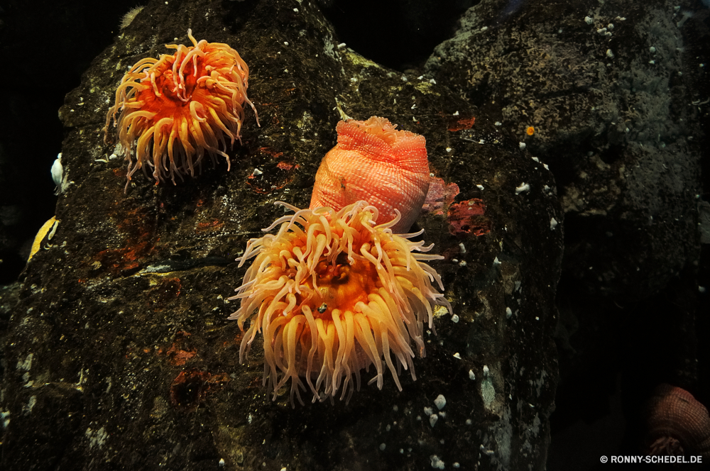 Vancouver Aquarium Seeanemone Wirbellose Unterwasser Meer Fisch Koralle Marine Tier Ozean Tropischer Wasser Riff Tauchen aquatische Tauchen Tauchgang exotische Salzwasser bunte hell tief Farbe Anemone Anemonenfisch Sonnenlicht Aquarium Wildtiere Leben Kolonie Urlaub Sonne Exploration Reisen erkunden Sonnenstrahl Schnorcheln Orange Licht Strahl Entspannung Blume Tourismus unter unter Feuerwerk Pflanze nass Unterwasser natürliche Strahlen unter Schwimmen seelandschaft Sommer Nacht Schließen Feier Taucher Tiefe 3D Salz Schwimmen welligkeit Garten dunkel closeup Neu gelb ruhige Schule Urlaub Oberfläche sea anemone invertebrate underwater sea fish coral marine animal ocean tropical water reef diving aquatic scuba dive exotic saltwater colorful bright deep color anemone anemone fish sunlight aquarium wildlife life colony vacation sun exploration travel explore sunbeam snorkeling orange light ray relaxation flower tourism beneath below fireworks plant wet undersea natural rays under swim seascape summer night close celebration diver depth 3d salt swimming ripple garden dark closeup new yellow tranquil school holiday surface