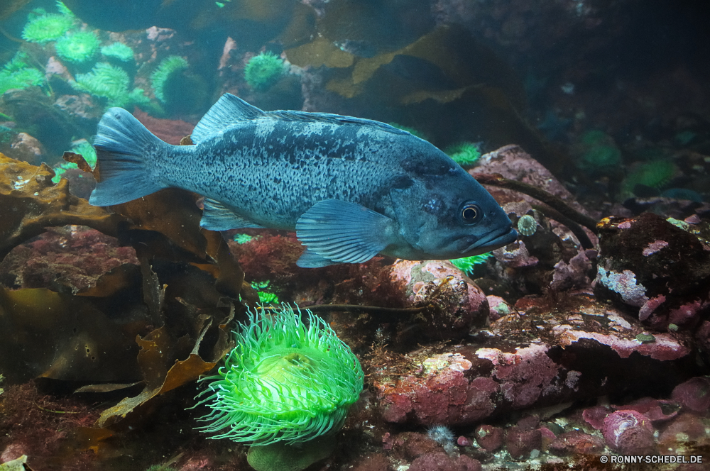 Vancouver Aquarium Fisch Riff Unterwasser Koralle Meer Ozean Tropischer Wasser Tauchen Aquarium Marine Schnapper aquatische Tauchen Mondfisch Tauchgang Speisefische spiny-finned fish exotische Salzwasser Coral reef Reisen Schwimmen tief Wildtiere Leben bunte Urlaub Kolonie Tourismus Sonnenlicht Fische hell Schwimmen Grat erkunden Aal Schnorcheln Exploration unter Tiere Strahl Taucher Orte Tierwelt Farbe Sonne Türkis Unterwasser Erholung natürliche Höhe Wild Blasen Abenteuer Traum Entspannung Sport Schule Scuba diving Kabeljau FIN Tank Sonnenstrahl Strahlen Klima Kugelfisch transparente nass Schildkröte Schnorchel welligkeit Umgebung gelb fish reef underwater coral sea ocean tropical water diving aquarium marine snapper aquatic scuba sunfish dive food fish spiny-finned fish exotic saltwater coral reef travel swimming deep wildlife life colorful vacation colony tourism sunlight fishes bright swim ridge explore eel snorkeling exploration under animals ray diver places fauna color sun turquoise undersea recreation natural elevation wild bubbles adventure dream relaxation sport school scuba diving cod fin tank sunbeam rays climate puffer transparent wet turtle snorkel ripple environment yellow