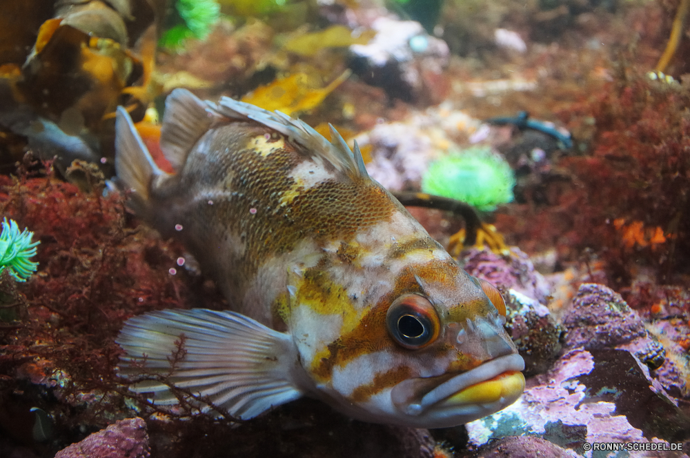 Vancouver Aquarium Kugelfisch Riff Fisch Unterwasser Meer Tropischer Koralle Ozean Wasser Marine Tauchen aquatische Tauchen Aquarium exotische Tauchgang Salzwasser Reisen tief Coral reef Leben Wildtiere Schwimmen Urlaub bunte Schwimmen Anemonenfisch Kolonie Tiere Schnorcheln Tourismus erkunden unter Fische hell Tierwelt Grat Sonnenlicht Abenteuer Schnapper Orte Exploration Farbe Taucher schwarz Tank Blasen Unterwasser FIN seelandschaft Traum Goldfisch Entspannung Sport natürliche Höhe Anemone Schnorchel Wild Aal gelb Skalar Tropen Tiefe Salz Türkis Orange Umgebung Sonne puffer reef fish underwater sea tropical coral ocean water marine diving aquatic scuba aquarium exotic dive saltwater travel deep coral reef life wildlife swimming vacation colorful swim anemone fish colony animals snorkeling tourism explore under fishes bright fauna ridge sunlight adventure snapper places exploration color diver black tank bubbles undersea fin seascape dream goldfish relaxation sport natural elevation anemone snorkel wild eel yellow angelfish tropics depth salt turquoise orange environment sun