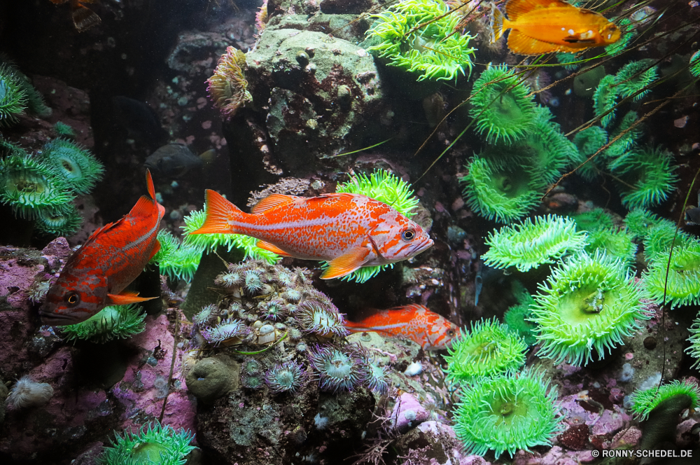 Vancouver Aquarium Riff Coral reef Unterwasser Fisch Koralle Meer Tropischer Tier Ozean Wasser aquatische Tauchen Grat Marine Wirbellose Salzwasser Polyp exotische Tauchen natürliche Höhe Tauchgang bunte coelenterate Leben Aquarium tief Sonnenlicht Farbe Kolonie Reisen Sonne Exploration hell Pflanze Urlaub geologische formation Sonnenstrahl Tourismus Seeanemone erkunden Kaktus Stachelhäuter Goldfisch Fische Wildtiere Licht unter Urlaub gelb Strahlen Garten Unterwasser Anemone unter Salz Wüste Strahl 3D trocken Sommer Oberfläche Schwimmen Botanik Blume Schule Flora nass Schnorcheln stachelige Orte Mollusk Entspannung Form Park Tiere reef coral reef underwater fish coral sea tropical animal ocean water aquatic diving ridge marine invertebrate saltwater polyp exotic scuba natural elevation dive colorful coelenterate life aquarium deep sunlight color colony travel sun exploration bright plant vacation geological formation sunbeam tourism sea anemone explore cactus echinoderm goldfish fishes wildlife light below holiday yellow rays garden undersea anemone beneath salt desert ray 3d dry summer surface swimming botany flower school flora wet snorkeling prickly places mollusk relaxation shape park animals