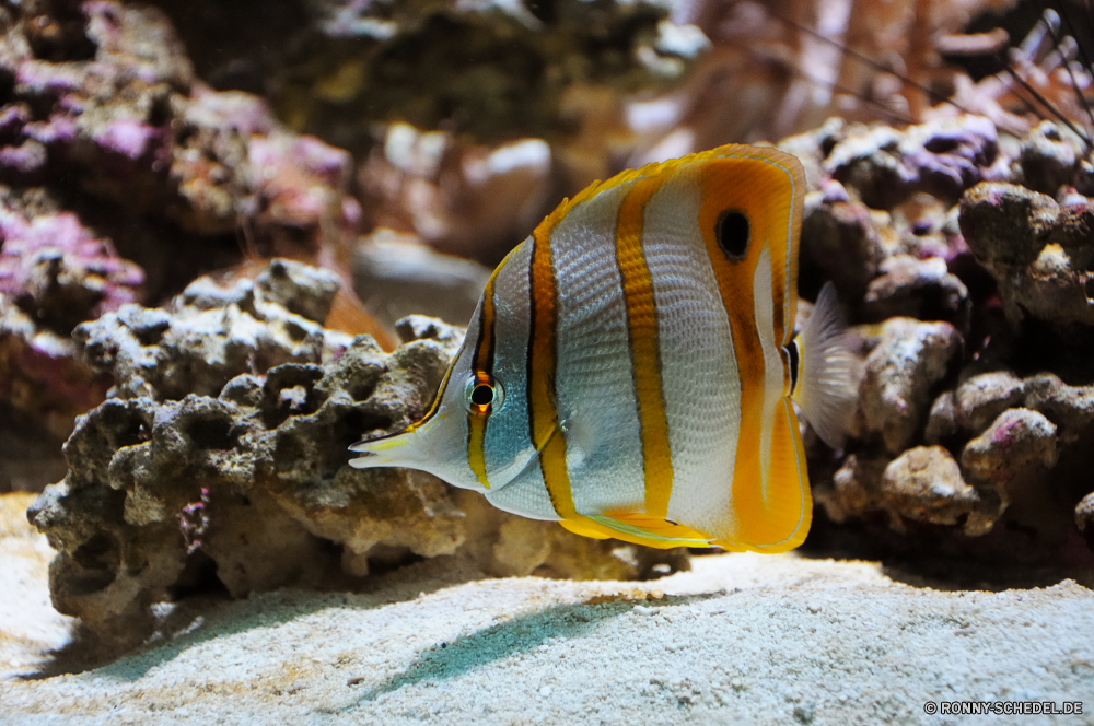 Vancouver Aquarium Anemonenfisch Unterwasser Meer Riff Koralle Tropischer Ozean Fisch Marine Wasser Schneckenart Tauchgang aquatische Muschelschalen Tauchen exotische Mollusk Tauchen Wirbellose Salzwasser Urlaub tief bunte Reisen Kolonie erkunden Tourismus Krustentier Wildtiere Exploration Krabbe Traum Fiedlerkrabbe Orte Aquarium Schwimmen Blasen Schnorcheln Leben Anemone Sonne Entspannung Sonnenlicht Barnacle Unterwasser Strand Tiefe Schwimmen seelandschaft Gliederfüßer Farbe Schnapper schwarz Sonnenstrahl Strahl Sommer hell ruhige unter Schnorchel FIN unter Tiere Taucher Tierwelt Umwelt- Insel Sport nass Skalar u-Boot Fische Wild 3D unter Abenteuer Entspannen Sie sich Sand Urlaub anemone fish underwater sea reef coral tropical ocean fish marine water gastropod dive aquatic conch diving exotic mollusk scuba invertebrate saltwater vacation deep colorful travel colony explore tourism crustacean wildlife exploration crab dream fiddler crab places aquarium swimming bubbles snorkeling life anemone sun relaxation sunlight barnacle undersea beach depth swim seascape arthropod color snapper black sunbeam ray summer bright tranquil beneath snorkel fin below animals diver fauna environmental island sport wet angelfish submarine fishes wild 3d under adventure relax sand holiday