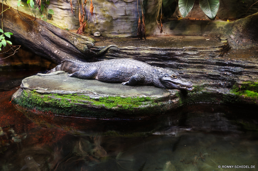 Vancouver Aquarium Alligator Reptil Wildtiere Wasser Wild Krokodil Fluss Zoo gefährliche Teich Auge Raubtier Kopf Mund Tiere aquatische Schlange Zähne Park Fels See Schließen Gefahr Tropischer Skala Eidechse Fleischfresser Schildkröte Schwimmen langsam nass im freien natürliche Gras Braun Skalen Jäger Tierwelt Schale Haut Stein Schildkröte Amphibie Wasser Schlange Schwimmen Stream Wildnis Umgebung Kiefer Erhaltung im freien exotische Zahn Augen gelb Meer Blatt alligator reptile wildlife water wild crocodile river zoo dangerous pond eye predator head mouth animals aquatic snake teeth park rock lake close danger tropical scale lizard carnivore turtle swimming slow wet outdoor natural grass brown scales hunter fauna shell skin stone tortoise amphibian water snake swim stream wilderness environment jaws conservation outdoors exotic tooth eyes yellow sea leaf