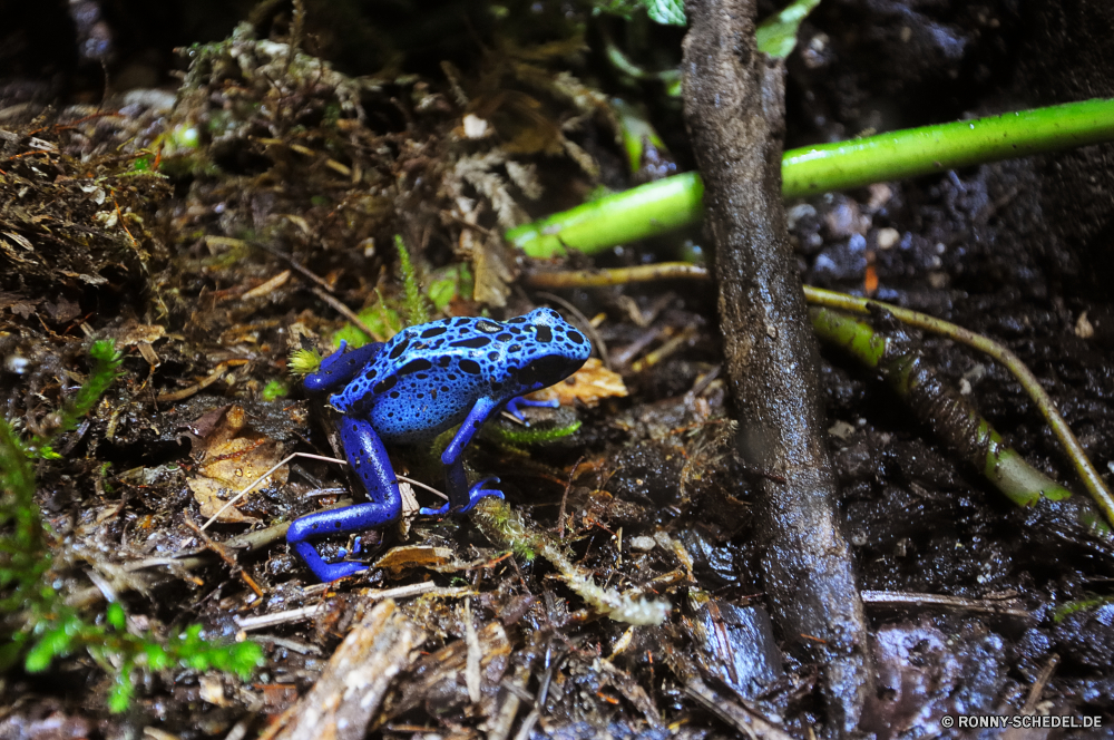 Vancouver Aquarium Schwanzfrösche Amphibie Frosch Tier Auge Laubfrosch Wildtiere Reptil Augen Eidechse Baum Tiere Suchen Blatt Wild Wasser Frösche Amphibien Wald Farbe Tropischer Kröte Tierwelt nass Augen Schließen schwarz exotische Salamander Bullfrog Productions Blätter klebrige im freien closeup Ökologie bunte Orange mager aus Augen-Blatt Frosch Verrückter Frosch Auge-Frosch prall gefüllt Augen Laubfrosch einen Blick wildes Leben schlanke Braun Gras Abstraktion natürliche Pflanze schleimige Tarnung Skala Pflanzen Arten Tropen Dschungel springen im freien Erhaltung Umgebung Gefahr Textfreiraum auf der Suche Chamäleon tailed frog amphibian frog animal eye tree frog wildlife reptile eyed lizard tree animals look leaf wild water frogs amphibians forest color tropical toad fauna wet eyes close black exotic salamander bullfrog leaves sticky outdoors closeup ecology colorful orange lean out eyed leaf frog crazy frog eye frog bulging eyed tree frog peep wild life lean brown grass abstraction natural plant slimy camouflage scale plants species tropics jungle jump outdoor conservation environment danger copy space looking chameleon