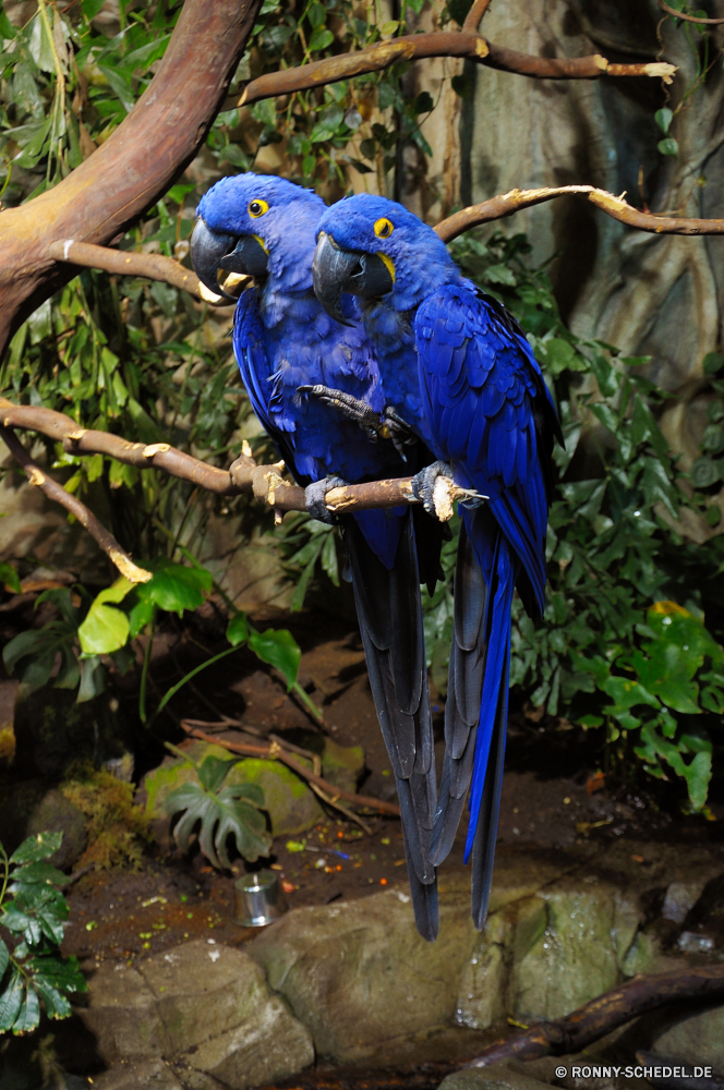 Vancouver Aquarium Ara Papagei Vogel Schnabel Wildtiere Feder Tier Tropischer Flügel Wild Zoo Vögel gelb Auge exotische bunte Federn Gefieder Wald Baum Vogelgrippe Haustier Schließen Flügel Kopf Farbe hell Branch natürliche Barsch Tierwelt fliegen Tiere Sittich Porträt Leben Park Papageien Dschungel Haustiere Rechnung schwarz sitzen niedlich Schwanz Multi Aras Farben Tropen fliegen Orange im freien auf der Suche thront Geflügel ziemlich Brilliant Fuß im Gespräch inländische Liebe Männchen macaw parrot bird beak wildlife feather animal tropical wing wild zoo birds yellow eye exotic colorful feathers plumage forest tree avian pet close wings head color bright branch natural perch fauna fly animals parakeet portrait life park parrots jungle pets bill black sitting cute tail multi macaws colors tropics flying orange outdoors looking perched fowl pretty brilliant foot talking domestic love male