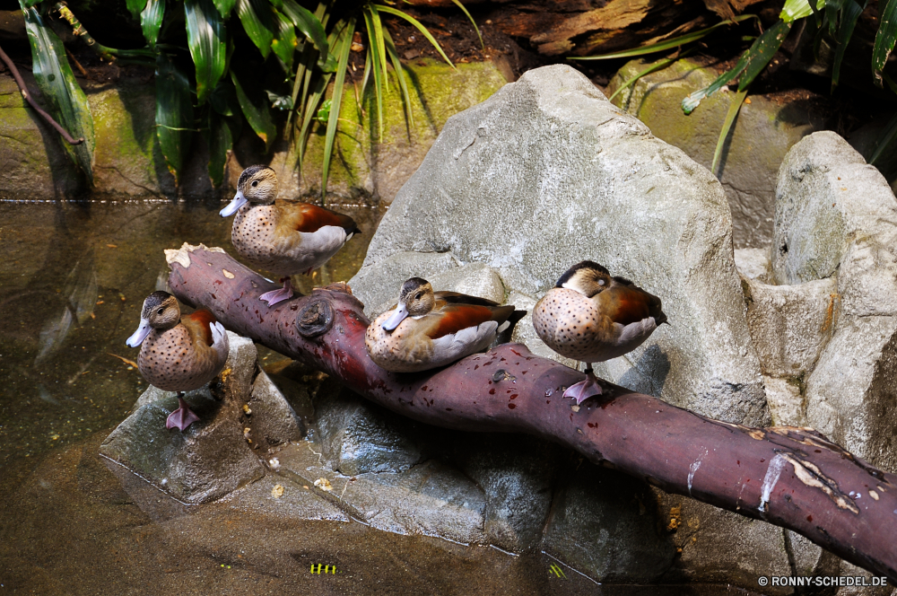 Vancouver Aquarium Schneckenart Mollusk Muschelschalen Tier Küchlein Wirbellose young bird Schnecke Junge Wasser Wildtiere Fiedlerkrabbe Krabbe Schließen Vogel Braun Essen Fluss Wild Fisch langsam Meer Krustentier Schale Stein im freien im freien Wald Baum Frühling Garten Fels Organismus closeup Orange See Ozean Park Herbst natürliche Teich Saison Blatt Strand Mahlzeit schleimige frisch Schnabel alt Tiere Fleisch bunte Gras gastropod mollusk conch animal nestling invertebrate young bird snail young water wildlife fiddler crab crab close bird brown food river wild fish slow sea crustacean shell stone outdoor outdoors forest tree spring garden rock organism closeup orange lake ocean park autumn natural pond season leaf beach meal slimy fresh beak old animals meat colorful grass