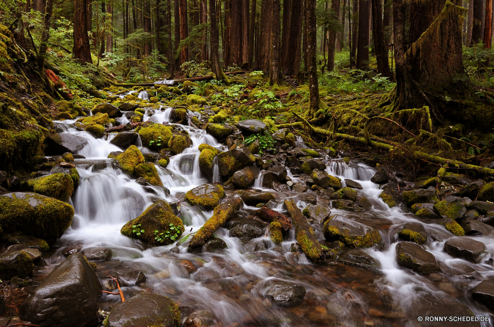 Olympic National Park Wald Fluss Wasser Baum Landschaft Stream Wasserfall Park Fels fallen Stein natürliche Umgebung im freien Bäume Berg Wild Creek Moos Herbst fließende Frühling friedliche landschaftlich Blätter Land Reisen Kaskade Saison Wildnis Sommer Belaubung Blatt Szenerie Strömung Pflanze platsch Berge nass im freien Holz Bewegung Kanal Szene Eis frisch Reinigen Hölzer Felsen glatte vascular plant üppige Steine Sumpf gelassene Körper des Wassers Tourismus klar Sonnenlicht gelb bunte Drop ruhige fallen Gras Tag Farben Entwicklung des ländlichen Ökologie Wandern Brunnen sonnig woody plant See Frieden entspannende Kristall nationalen frische Luft Kühl rasche Erholung Feuchtgebiet Struktur Bewegung kalt Landschaft seidige saisonale Schnee Golden Licht Orange Reflexion Birke Flüsse fällt Dschungel Kofferraum Abenteuer Erhaltung Tropischer Garten Reinheit Urlaub Land hell Waldland Farbe niemand felsigen plantschen gischt Winter Himmel solide Brücke Geschwindigkeit forest river water tree landscape stream waterfall park rock fall stone natural environment outdoor trees mountain wild creek moss autumn flowing spring peaceful scenic leaves land travel cascade season wilderness summer foliage leaf scenery flow plant splash mountains wet outdoors wood motion channel scene ice fresh clean woods rocks smooth vascular plant lush stones swamp serene body of water tourism clear sunlight yellow colorful drop tranquil falling grass day colors rural ecology hiking fountain sunny woody plant lake peace relaxing crystal national freshness cool rapid recreation wetland structure movement cold countryside silky seasonal snow golden light orange reflection birch rivers falls jungle trunk adventure conservation tropical garden purity vacation country bright woodland color nobody rocky splashing spray winter sky solid bridge speed