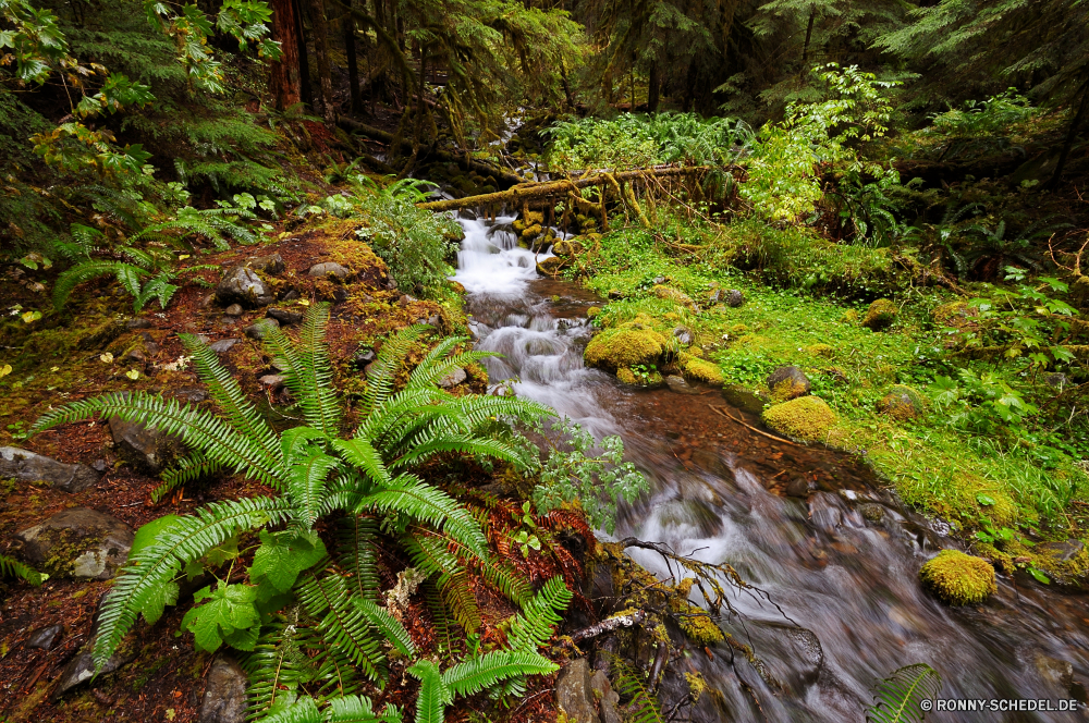 Olympic National Park Wald Farn Fluss Baum Landschaft Wasser Stream Pflanze Fels Wasserfall Stein Berg Park Moos Umgebung im freien Bäume natürliche Wild fallen vascular plant Creek Wildnis Belaubung fließende Berge Frühling nass friedliche Sommer landschaftlich Reisen im freien club moss Strömung Szenerie üppige platsch woody plant Blatt Felsen Kaskade fern ally Hölzer ruhige Blätter Dschungel Bewegung Herbst Szene Reinigen Gras Tropischer Bewuchs Holz frische Luft Regen glatte Wandern Saison gelassene Land rasche Kiefer Ökologie Frieden frisch Flora Ruhe nationalen fällt Tourismus Farben Entwicklung des ländlichen klar Steine Tanne niemand bunte Erholung Sonnenlicht Tag Landschaft entspannende Wanderweg felsigen fallen Kanal Pfad idyllische Reinheit Geschwindigkeit See Drop Licht Kühl gelb unberührten Flüsse durch Teich Busch southern beech Tourist Schlucht forest fern river tree landscape water stream plant rock waterfall stone mountain park moss environment outdoor trees natural wild fall vascular plant creek wilderness foliage flowing mountains spring wet peaceful summer scenic travel outdoors club moss flow scenery lush splash woody plant leaf rocks cascade fern ally woods tranquil leaves jungle motion autumn scene clean grass tropical vegetation wood freshness rain smooth hiking season serene land rapid pine ecology peace fresh flora calm national falls tourism colors rural clear stones fir nobody colorful recreation sunlight day countryside relaxing trail rocky falling channel path idyllic purity speed lake drop light cool yellow pristine rivers through pond bush southern beech tourist canyon