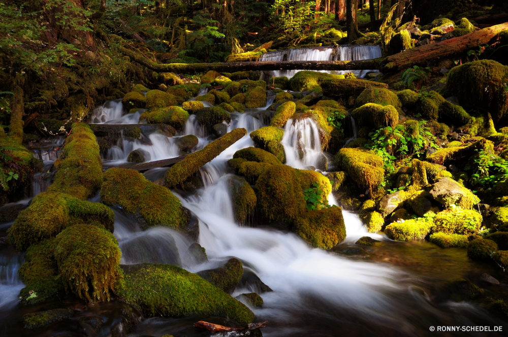 Olympic National Park Wasserfall Fluss Stream Wasser Wald Fels Stein fallen Landschaft Strömung Park Kaskade Creek fließende Baum Umgebung Moos im freien natürliche Bewegung Berg platsch Wild Frühling Sommer Szenerie nass Brunnen Felsen Struktur friedliche landschaftlich Wildnis Herbst Reisen Blatt Steine fällt frisch im freien Berge Belaubung glatte felsigen Kühl nationalen ruhige Ökologie Saison Pflanze Schlucht Bäume Reinigen Holz Wasserfälle Tourismus gelassene Szene Hölzer Drop fallen frische Luft reine Geschwindigkeit Erholung Tal Blätter rasche Farbe Flüssigkeit See erfrischende Land Harmonie Schlucht Gras Bach Flüsse woody plant Flüssigkeit Abenteuer vascular plant Frieden Landschaft bunte Schwall SWIFT Sonnenlicht plantschen klar verschwommen Erhaltung Resort Stechginster Weichzeichnen Kaskaden Belichtung seidige Wanderung lebendige üppige Wandern Tag niemand Bewegung Reinheit entspannende Strauch aquatische gelb Reflexion saisonale kalt Ausführen Busch macht Tourist waterfall river stream water forest rock stone fall landscape flow park cascade creek flowing tree environment moss outdoor natural motion mountain splash wild spring summer scenery wet fountain rocks structure peaceful scenic wilderness autumn travel leaf stones falls fresh outdoors mountains foliage smooth rocky cool national tranquil ecology season plant canyon trees clean wood waterfalls tourism serene scene woods drop falling freshness pure speed recreation valley leaves rapid color fluid lake refreshing country harmony ravine grass brook rivers woody plant liquid adventure vascular plant peace countryside colorful torrent swift sunlight splashing clear blurred conservation resort gorse blur cascades exposure silky hike vibrant lush hiking day nobody movement purity relaxing shrub aquatic yellow reflection seasonal cold running bush power tourist