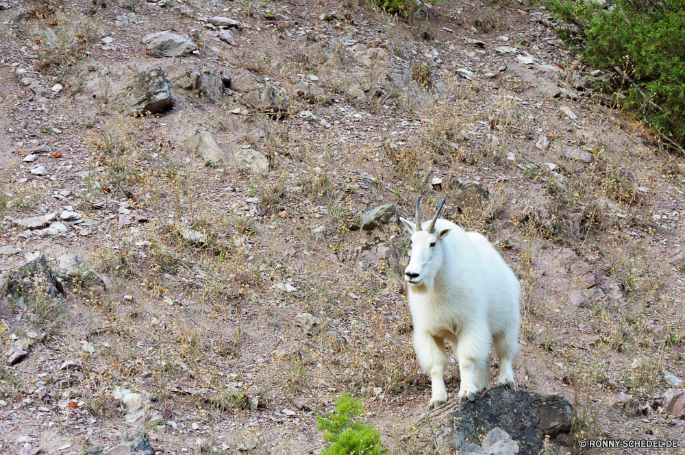 Glacier National Park Schaf Widder Lamm Lämmchen Wiederkäuer Wildtiere Gras Pelz Hirsch Wild Bauernhof Tiere Junge Säugetier Einfaltspinsel niedlich Wiese Feld Entwicklung des ländlichen Vieh Säugetier Junge Wald Hase Landschaft Wallaby inländische Ohren Frühling Landbau Hase Damhirschkuh Haustier Känguruh Dreibinden Braun Beweidung Wolle Land Landschaft Ziege Horn Weide Landwirtschaft Sommer Hase Polarfuchs Hölzer natürliche Berge im freien Park Zoo pelzigen Auge Berg Bäume wenig Hundeartige Lämmer Hörner Fuchs Jagd Frühling Ackerland Himmel zwei Kopf im freien Szenerie Buck sheep ram lamb lambkin ruminant wildlife grass fur deer wild farm animals young mammal simpleton cute meadow field rural livestock mammal young forest rabbit countryside wallaby domestic ears spring farming hare doe pet kangaroo whitetail brown grazing wool country landscape goat horn pasture agriculture summer bunny arctic fox woods natural mountains outdoor park zoo furry eye mountain trees little canine lambs horns fox hunting springtime farmland sky two head outdoors scenery buck