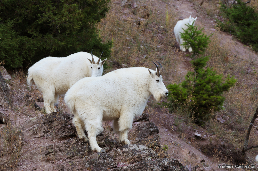 Glacier National Park Schaf Widder Einfaltspinsel Bauernhof Lamm Feld Wiederkäuer Gras Landbau Entwicklung des ländlichen Landwirtschaft Wiese Wolle Tiere Weide Vieh Frühling Landschaft Rinder Ackerland niedlich Herde Land neugierig Herde Himmel Kuh Lämmer Hammelfleisch Landschaft natürliche Mutterschaf Beweidung Frühling Wildtiere Lager Wild Säugetier freundlich Weiden im freien im freien Neu Berge Sommer Ranch Fleisch geboren Stier Suchen auf der Suche Mutter Pelz Woolly unschuldige stielaugen Felder Kopf Rindfleisch Wiesen Grünland Roast Uhren Lämmchen Milch Pferd Umgebung Juvenile Säugetiere Ohren zwei Land inländische sheep ram simpleton farm lamb field ruminant grass farming rural agriculture meadow wool animals pasture livestock spring countryside cattle farmland cute flock country curious herd sky cow lambs mutton landscape natural ewe grazing springtime wildlife stock wild mammal friendly graze outdoors outdoor new mountains summer ranch meat born bull look looking mother fur woolly innocent stare fields head beef meadows grassland roast watch lambkin milk horse environment juvenile mammals ears two land domestic