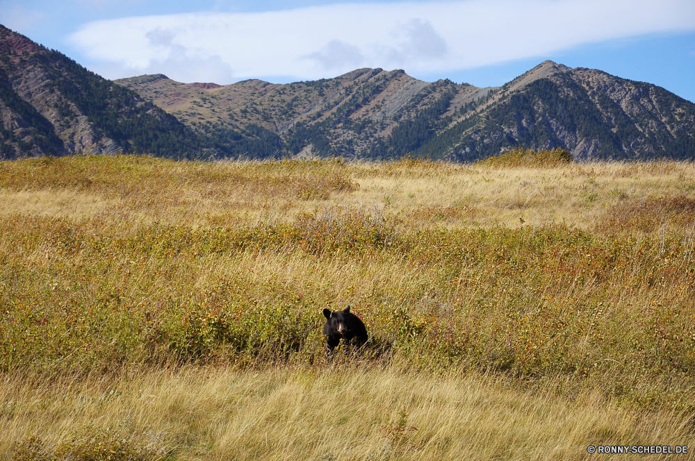 Glacier National Park Landschaft Berg Berge Wachhund Gras Wald Baum Himmel Hund Reisen Park Sommer Feld Wiese Hochland Herbst im freien nationalen fallen Tal Bäume Wild Tourismus Wildnis Wasser landschaftlich Wolke Spitze Szenerie Horizont Kuh Hügel Ranch Hundeartige See Land Wolken Schnee Fluss Frühling Abenteuer gelb Entwicklung des ländlichen Szene friedliche Umgebung im freien Bereich trocken Haustier natürliche hoch sonnig Landschaft Wildtiere ruhige Bison Pflanze reservieren felsigen Land Saison Blatt Rinder Ruhe Reflexion Bauernhof Alpine Wanderung Fels Teich Safari Wandern Busch Erhaltung Pfad gelassene Urlaub Reiner Wüste Holz Kiefer am Morgen Licht Blätter Tag Weide Landschaften Bereich Stein Braun Steigung Wetter Jagdhund Wiederkäuer Landwirtschaft landscape mountain mountains watchdog grass forest tree sky dog travel park summer field meadow highland autumn outdoors national fall valley trees wild tourism wilderness water scenic cloud peak scenery horizon cow hill ranch canine lake land clouds snow river spring adventure yellow rural scene peaceful environment outdoor range dry domestic animal natural high sunny countryside wildlife tranquil bison plant reserve rocky country season leaf cattle calm reflection farm alpine hike rock pond safari hiking bush conservation path serene vacations plain desert wood pine morning light leaves day pasture scenics area stone brown slope weather hunting dog ruminant agriculture