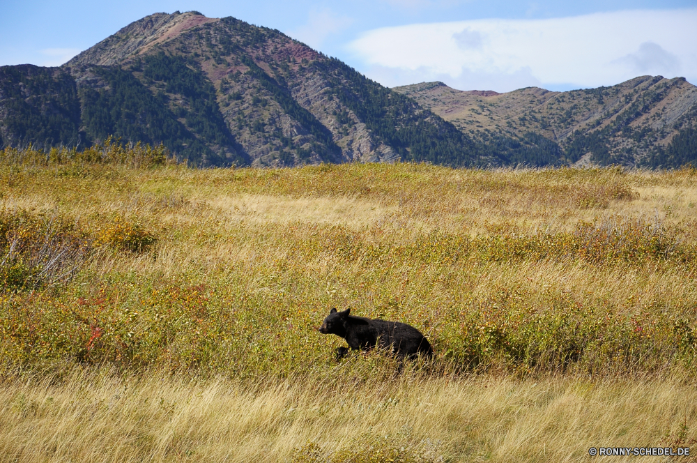 Glacier National Park Landschaft Berge Hyäne Hundeartige Berg Gras Himmel Feld Hügel Reisen Wild Wiese Wald Baum Park Sommer im freien Land Wildnis Umgebung Tal lockig-beschichtete Apportierhund Abenteuer Wolken Entwicklung des ländlichen Szenerie Wildtiere Bär Apportierhund nationalen Safari Tourismus Hund Landschaft Spitze im freien natürliche Herbst sportliche Hund Wolke Tiere Bäume landschaftlich trocken Braun Frühling Jagdhund Horizont Schnee Bauernhof Fluss reservieren Bereich hoch Reiner fallen Bereich Hochland Wandern Fels Steppe sonnig Süden Wasser friedliche Sonne Mount Spiel Hügel Szene Weide Erhaltung See Schaf Kuh gelb Wandern Beweidung Alpine Gelände Extreme Panorama Stein gelassene Ranch Aktivität Land Landwirtschaft landscape mountains hyena canine mountain grass sky field hill travel wild meadow forest tree park summer outdoors land wilderness environment valley curly-coated retriever adventure clouds rural scenery wildlife bear retriever national safari tourism dog countryside peak outdoor natural autumn sporting dog cloud animals trees scenic dry brown spring hunting dog horizon snow farm river reserve area high plain fall range highland hiking rock steppe sunny south water peaceful sun mount game hills scene pasture conservation lake sheep cow yellow trekking grazing alpine terrain extreme panorama stone serene ranch activity country agriculture