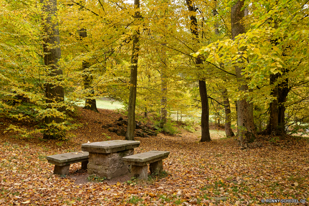 Seifersdorfer Tal Baum woody plant Wald vascular plant Herbst Birke Park Landschaft fallen Pflanze Bäume Belaubung Blätter Blatt Saison im freien Hölzer Holz im freien Umgebung gelb Pfad Szenerie Szene Kiefer Branch natürliche landschaftlich friedliche bunte Gras Entwicklung des ländlichen Ahorn Straße Frühling Sommer Wandern ruhige Sonnenlicht Orange Garten Jahreszeiten üppige sonnig Golden Kofferraum Sonne Zweige Farben Reisen Wanderweg Licht Farbe Fluss saisonale Land Waldland southern beech Busch Fuß Ulme Frieden Wanderweg Braun Tag Flora Wasser Wildnis Landschaft Himmel hell Wanderung Land alt Gold Spur am Morgen Eiche Esche ruhig Pappel gelassene Entspannen Sie sich Sitzbank Vorbau Ökologie See nationalen Schatten Laubgehölze Gasse Herbstfarben durch Landschaften Bereich Neu Hain Erholung Stein Berg tree woody plant forest vascular plant autumn birch park landscape fall plant trees foliage leaves leaf season outdoors woods wood outdoor environment yellow path scenery scene pine branch natural scenic peaceful colorful grass rural maple road spring summer hiking tranquil sunlight orange garden seasons lush sunny golden trunk sun branches colors travel trail light color river seasonal land woodland southern beech bush walking elm peace footpath brown day flora water wilderness countryside sky bright hike country old gold lane morning oak ash quiet poplar serene relax bench stem ecology lake national shadow deciduous alley autumnal through scenics area new grove recreation stone mountain