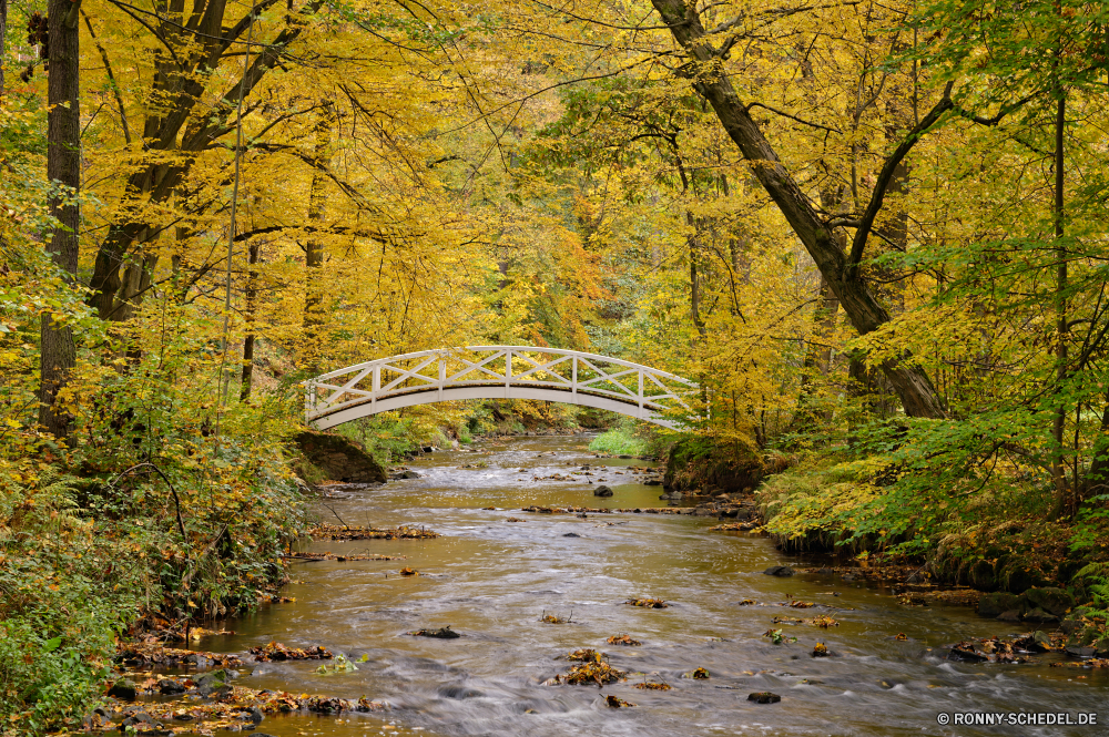 Seifersdorfer Tal Baum Wald Landschaft Herbst fallen Park Fluss Bäume woody plant Belaubung Saison Wasser Blätter Blatt im freien natürliche gelb Szenerie Holz Entwicklung des ländlichen Himmel vascular plant See Hölzer Landschaft landschaftlich Gras Pflanze Brücke Szene im freien bunte Orange Umgebung Tag Struktur Branch Reflexion Frühling Bogenbrücke aus Stahl Farben Reisen Weide Sommer Farbe Land Golden Stream Land Garten friedliche Sonne Fels Ahorn Licht Berg Stein Pfad Wolken Waldland ruhige Zweige Sonnenlicht saisonale Frieden Straße Creek hell Wandern sonnig Gasse Körper des Wassers Brunnen Gold Moos Nebel üppige Teich klar außerhalb Kanal Ruhe Flora Wasserfall Wild Nebel ruhig frisch idyllische Feld Reinigen am Morgen Boden Busch Entspannen Sie sich frische Luft fließende Tourismus Berge Urlaub Fantasie Sonnenuntergang tree forest landscape autumn fall park river trees woody plant foliage season water leaves leaf outdoor natural yellow scenery wood rural sky vascular plant lake woods countryside scenic grass plant bridge scene outdoors colorful orange environment day structure branch reflection spring steel arch bridge colors travel willow summer color land golden stream country garden peaceful sun rock maple light mountain stone path clouds woodland tranquil branches sunlight seasonal peace road creek bright hiking sunny alley body of water fountain gold moss fog lush pond clear outside channel calm flora waterfall wild mist quiet fresh idyllic field clean morning ground bush relax freshness flowing tourism mountains vacation fantasy sunset