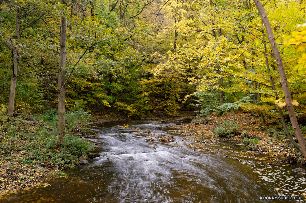 Seifersdorfer Tal Wald Land Baum Landschaft Fluss Wasser Park Bäume Herbst Umgebung Stream fallen Belaubung Berg im freien woody plant natürliche Entwicklung des ländlichen Stein Fels im freien Pflanze Gras landschaftlich Saison Hölzer Blatt Szenerie Wildnis Frühling See üppige Sommer vascular plant Blätter Szene ruhige Reisen Berge Wild Wasserfall Branch Himmel Holz Sumpf Moos Creek gelb Wandern Reflexion bunte friedliche Landschaft Tag frische Luft klar fließende frisch Reinigen Sonnenlicht Landschaften Farben Feuchtgebiet Birke Pfad Tourismus Wanderweg Busch Brücke Flora Gelände Sonne Farbe Garten Feld Ökologie entspannende nass ruhig Bewuchs kalt Bewegung Kanal Kiefer glatte Urlaub Land Wanderweg Waldland Kofferraum Golden Teich alt England idyllische Bewegung Pflanzen Ruhe Frieden Wiese niemand forest land tree landscape river water park trees autumn environment stream fall foliage mountain outdoor woody plant natural rural stone rock outdoors plant grass scenic season woods leaf scenery wilderness spring lake lush summer vascular plant leaves scene tranquil travel mountains wild waterfall branch sky wood swamp moss creek yellow hiking reflection colorful peaceful countryside day freshness clear flowing fresh clean sunlight scenics colors wetland birch path tourism trail bush bridge flora terrain sun color garden field ecology relaxing wet quiet vegetation cold motion channel pine smooth vacation country footpath woodland trunk golden pond old england idyllic movement plants calm peace meadow nobody