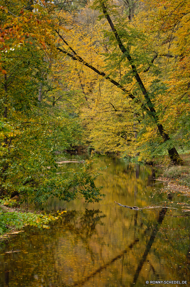 Seifersdorfer Tal Baum woody plant Wald Herbst vascular plant Landschaft fallen Park Pflanze Blatt Bäume Saison Blätter Belaubung im freien gelb natürliche Land im freien Himmel Pappel Holz Umgebung Branch Szene Gras Hölzer Sommer Entwicklung des ländlichen Szenerie See Frühling Wasser friedliche bunte Fluss Orange landschaftlich Wildnis Tag Farbe Strauch ruhige Ahorn Sonnenlicht Birke Landschaft Golden Flora Reisen Berg Farben Land Gold Wiese Sumpf Sonne Licht Frieden Straße üppige ruhig Reflexion Pfad sonnig Garten Feld Weide klar am Morgen Zweige saisonale Braun Wolken hell Feuchtgebiet Waldland Wachstum Fels Teich Wandern Landschaften Boden idyllische alt Ökologie Akazie niemand Wanderweg Kofferraum Busch Textur Stein Sonnenaufgang nationalen Schatten Leben tree woody plant forest autumn vascular plant landscape fall park plant leaf trees season leaves foliage outdoor yellow natural land outdoors sky poplar wood environment branch scene grass woods summer rural scenery lake spring water peaceful colorful river orange scenic wilderness day color shrub tranquil maple sunlight birch countryside golden flora travel mountain colors country gold meadow swamp sun light peace road lush quiet reflection path sunny garden field willow clear morning branches seasonal brown clouds bright wetland woodland growth rock pond hiking scenics ground idyllic old ecology acacia nobody trail trunk bush texture stone sunrise national shadow life